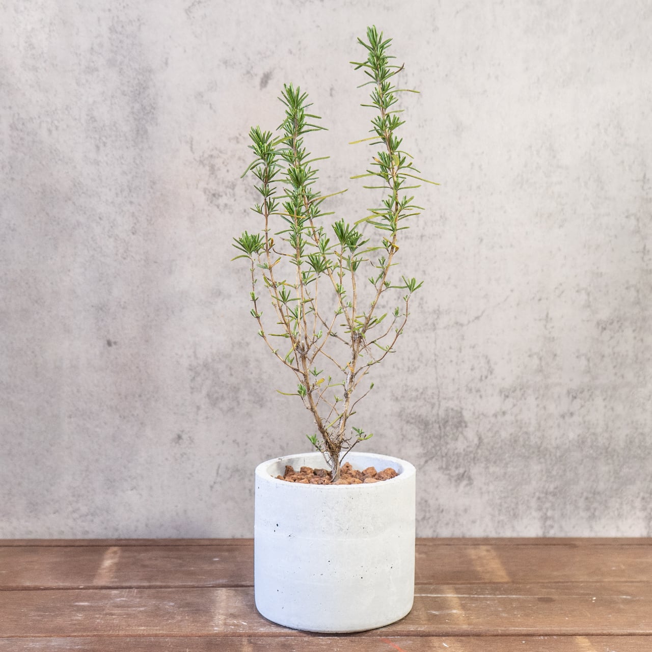 コピー:【形にこだわり抜いた】一株ごとの厳選仕入れで見つけた、美しいユーカリ・グニー。無機質な手づくりモルタル鉢との対比が際立つ一品|虫発生抑制|送料全国一律850円