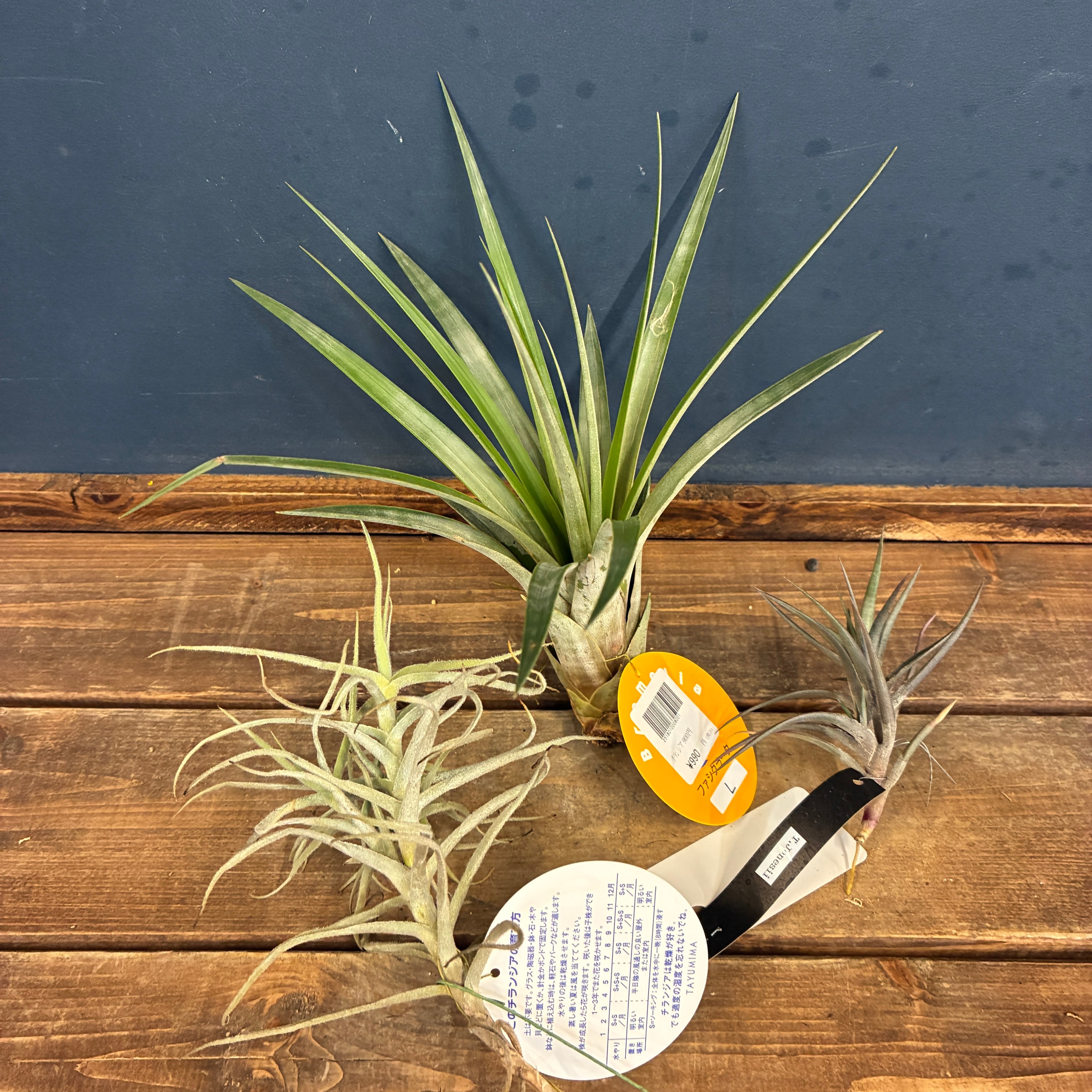 着生植物着生　アクアリウムにも！一週間限定出品！ 着生植物 | PROTOLEAF プロトリーフ