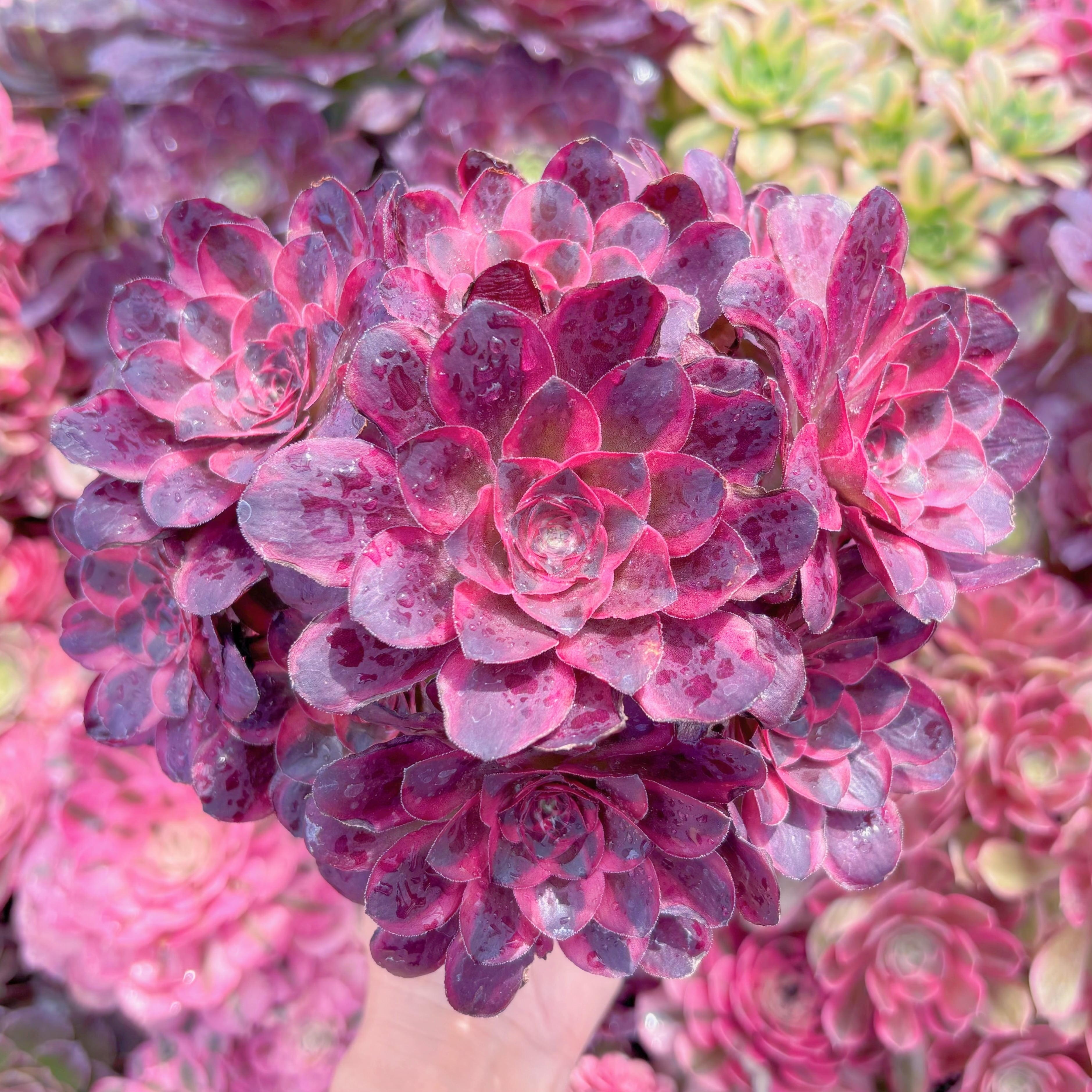 現品　魅金ローズ錦#K428　大群生　るる農園