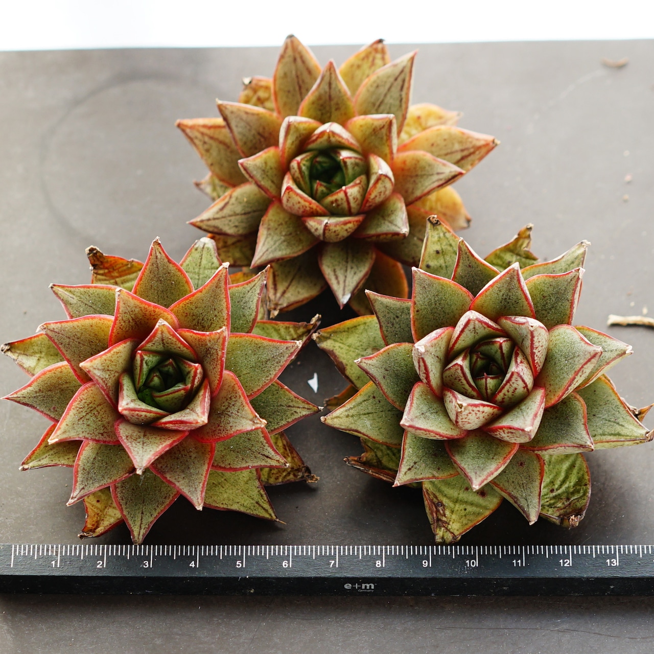 カット苗 パーパソルム ホワイトフォーム Echeveria purpusorum 'White Form'