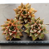 カット苗 パーパソルム ホワイトフォーム Echeveria purpusorum 'White Form'