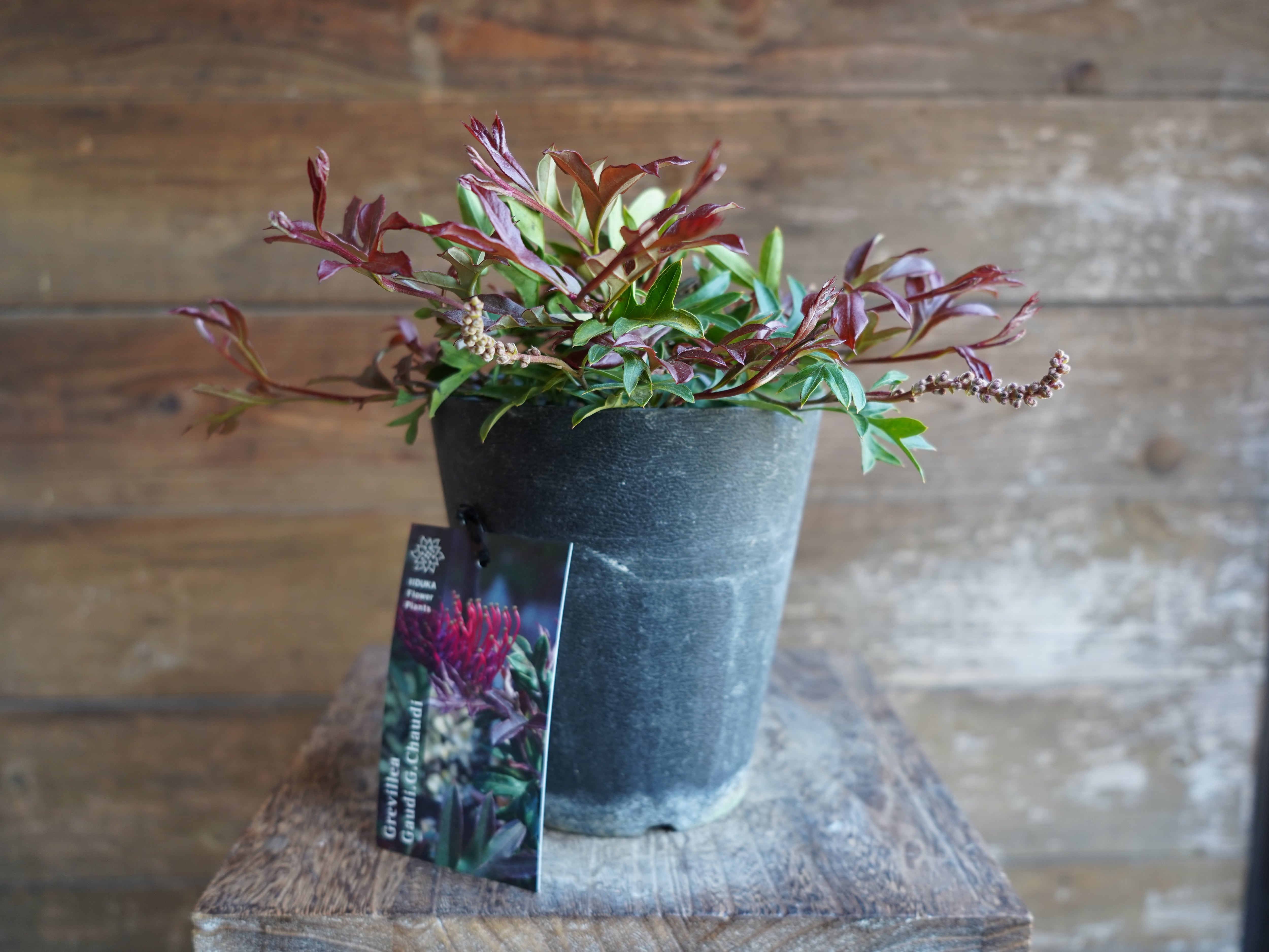 【現物】グレビレア　"ガウディチャウディ"　A