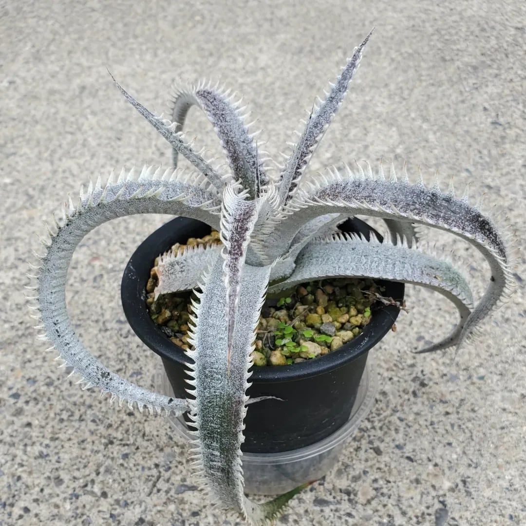 F00261_Dyckia 'A-J'：ディッキア・A-J（子株） | レアプランツ