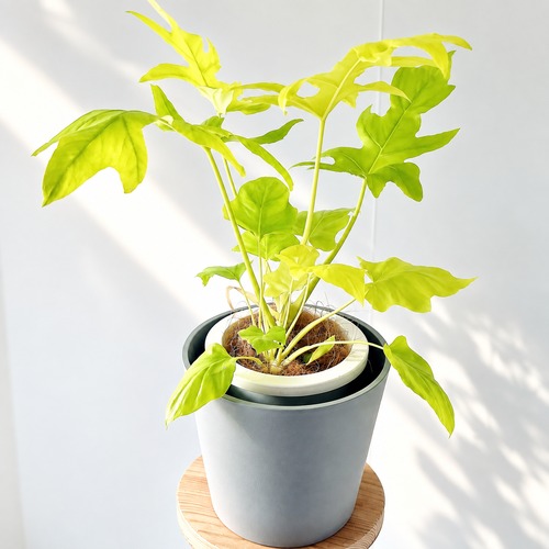 フィロデンドロン セロームゴールド 観葉植物 calm cafe