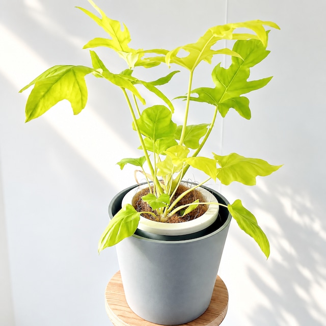 アイル エッグ21cm（7号鉢相当） 受皿付 植木鉢 鉢カバー おしゃれ 観葉植物