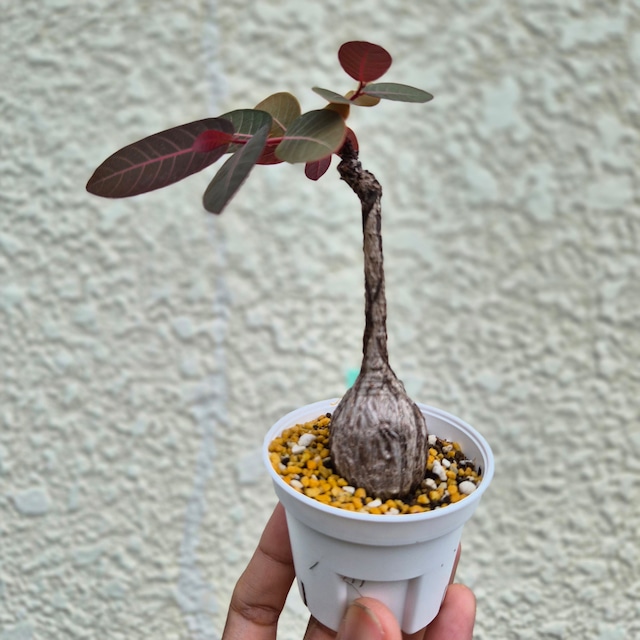 Sサイズ28〚フィランサス・ミラビリス〛Phyllanthus Mirabilis 塊根植物 コーデックス ポット発送