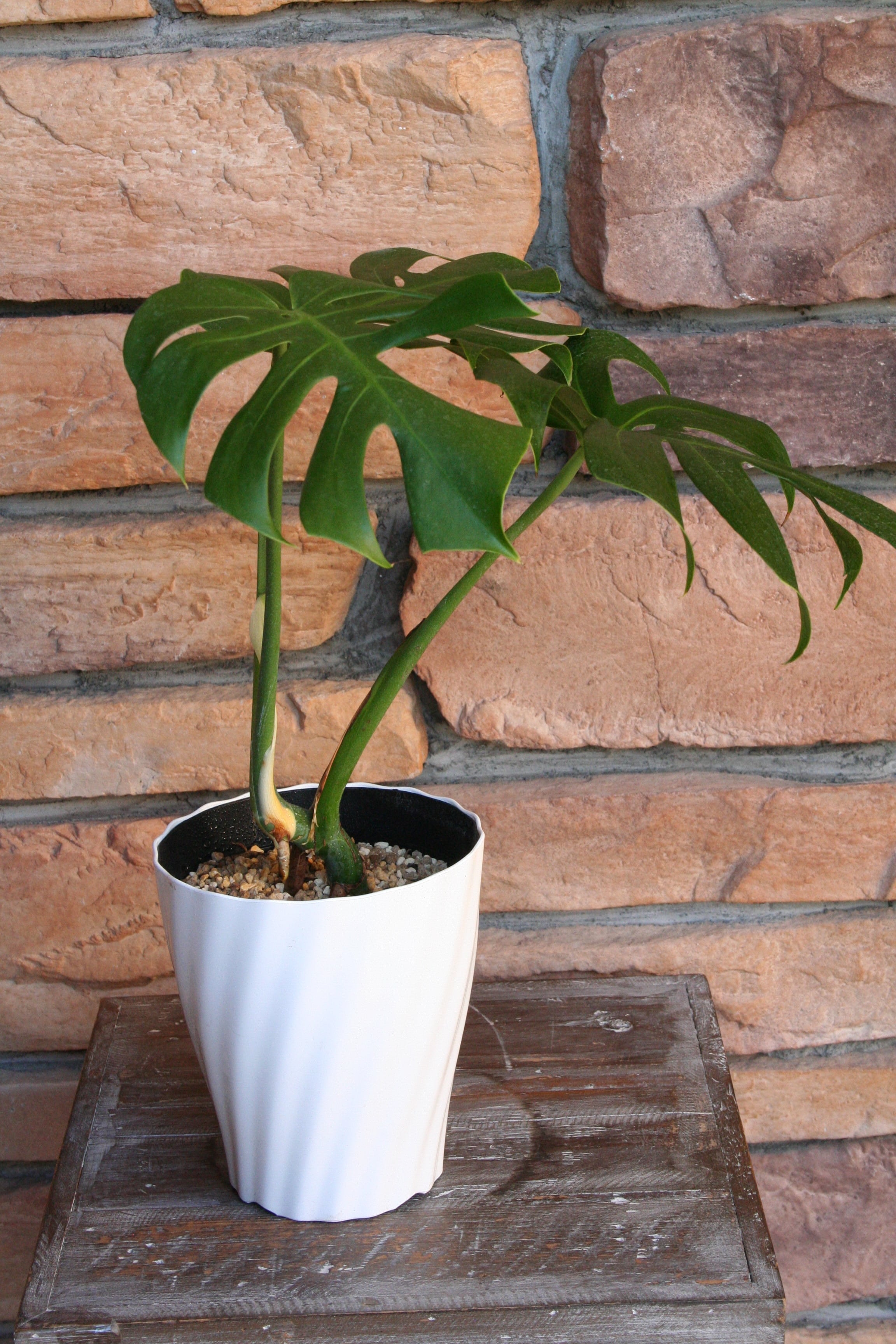 モンステラ・デリシオーサ・コンパクタ A | Nature Garland／deco