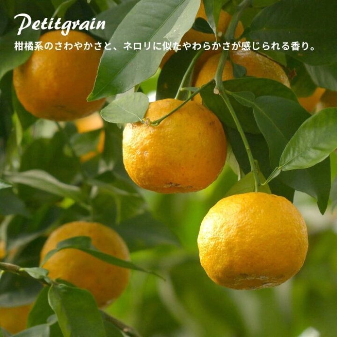 【アロマオイル】プチグレン エッセンシャルオイル10ml