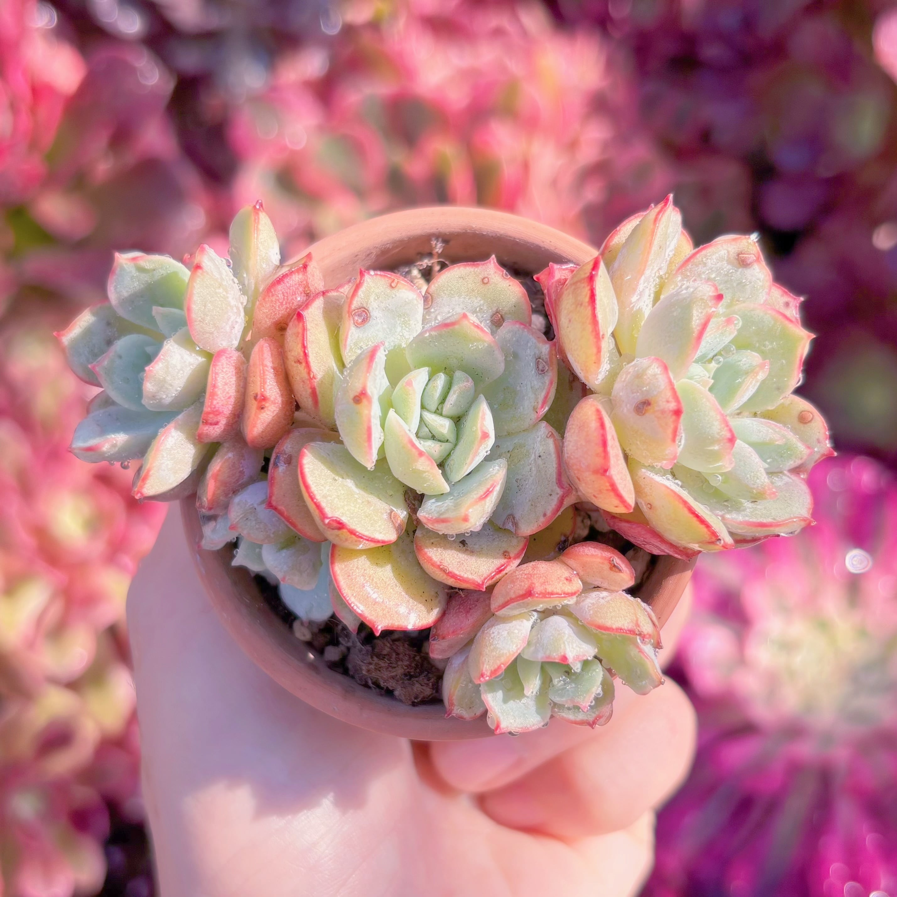 ピンクベリー 2号ポット 多肉植物 セダム | PAY ID