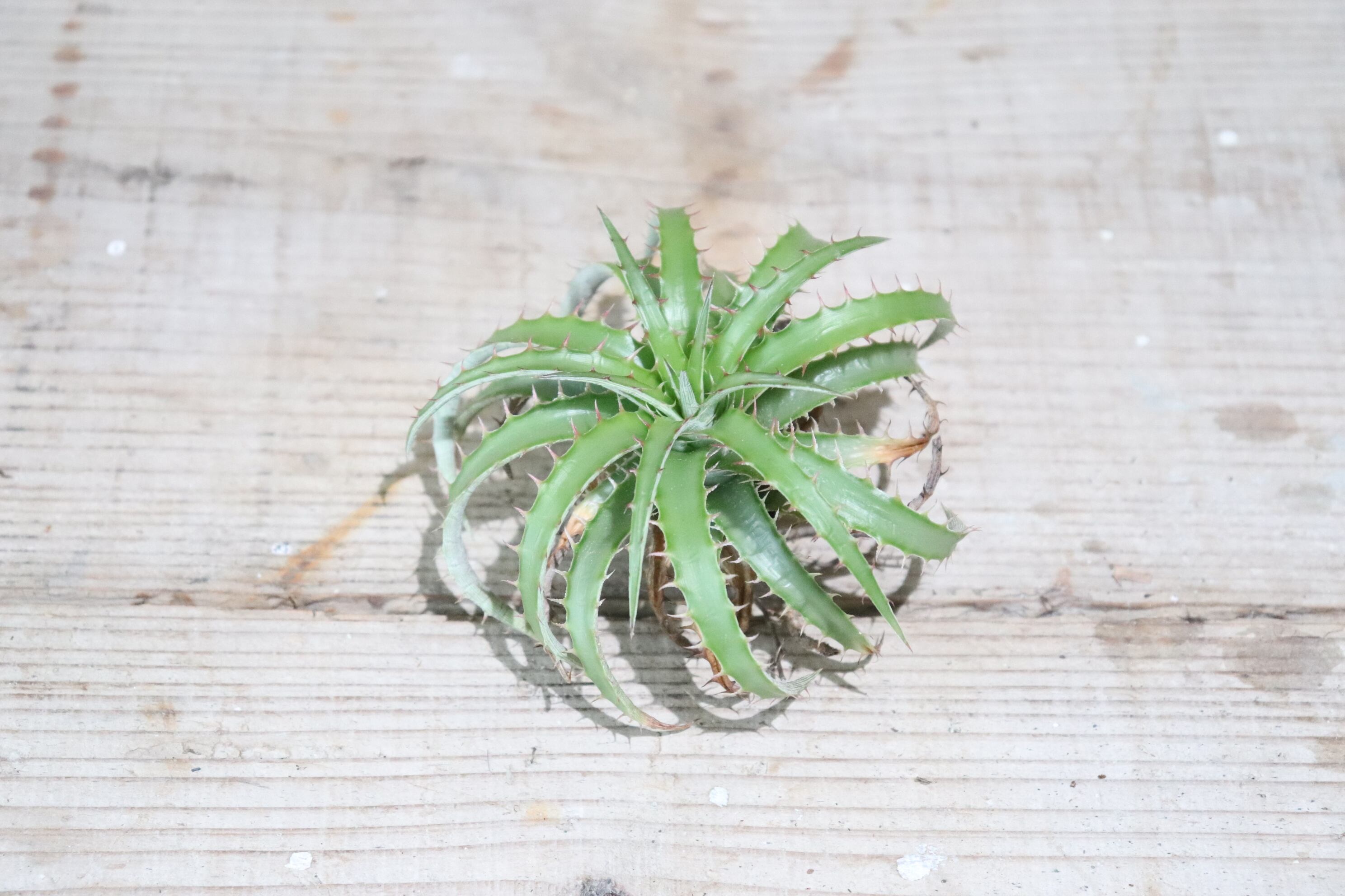 送料無料】'Red Thorns'〔ディッキア〕現品発送D0169 | plane plants