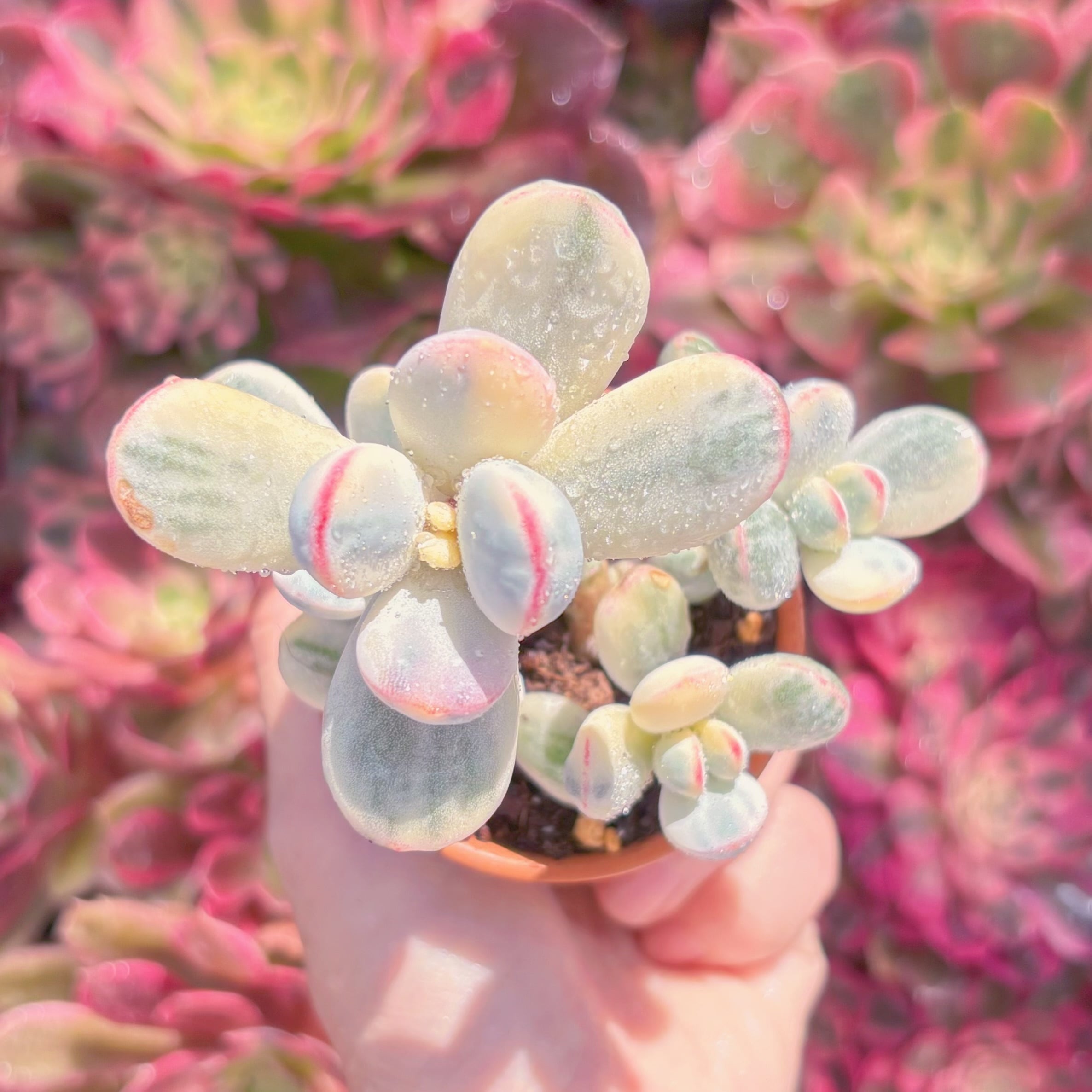 多肉植物　達磨福娘錦　新入荷　るる農園