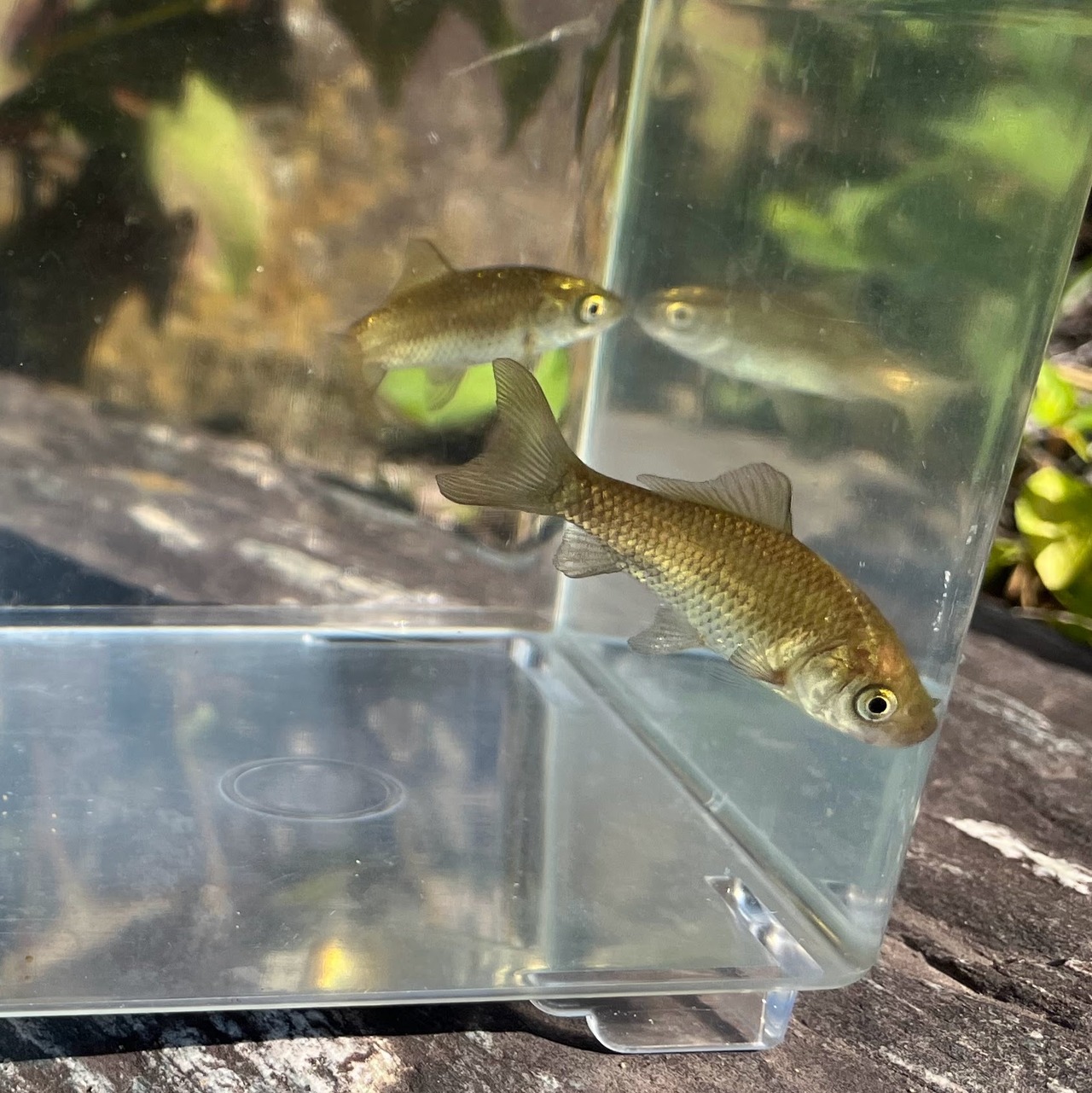 （淡水魚）ナガブナ　3～6ｃｍ±　（1匹）【生体】