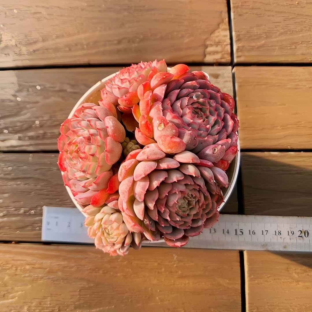 農園直売 多肉植物 寄せ植え パープルディライト覆輪錦（単） 抜き苗