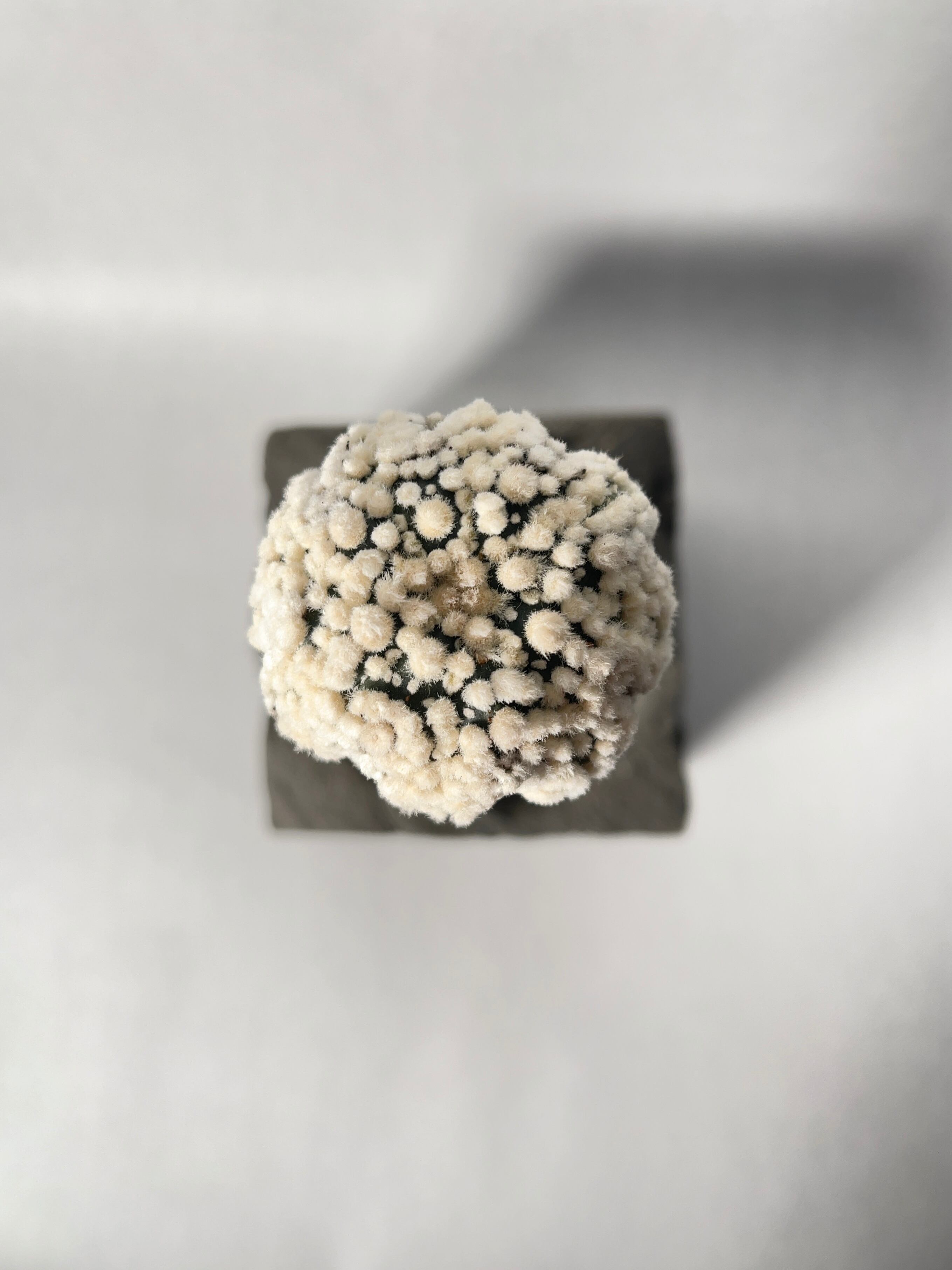 アストロフィツム・花園スーパー兜 | trigger