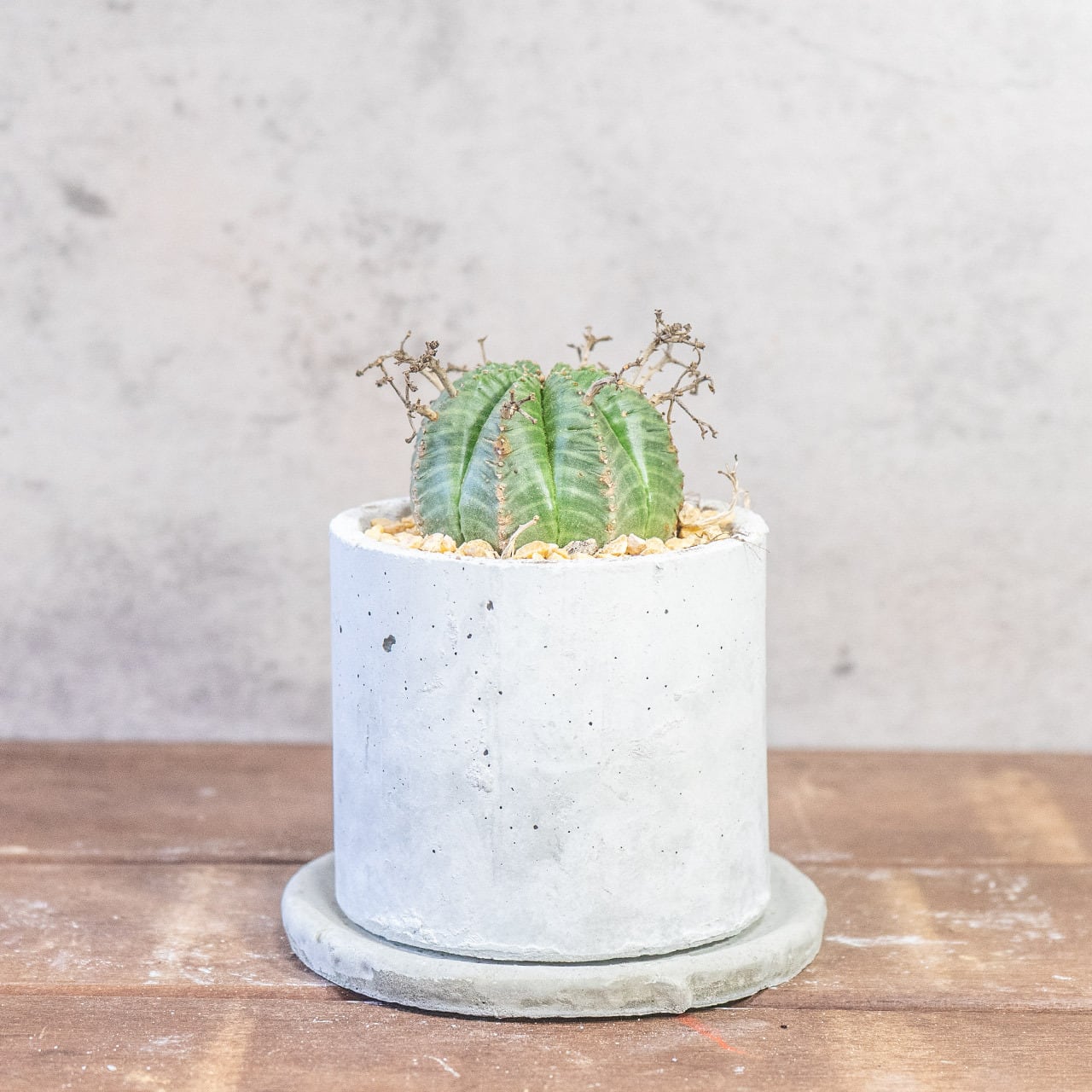 球体に稜線が走る端正な姿。手づくりモルタル鉢で楽しむユーフォルビア・バリダ（中型株・幅8cm）｜虫発生抑制（全国一律送料850円）