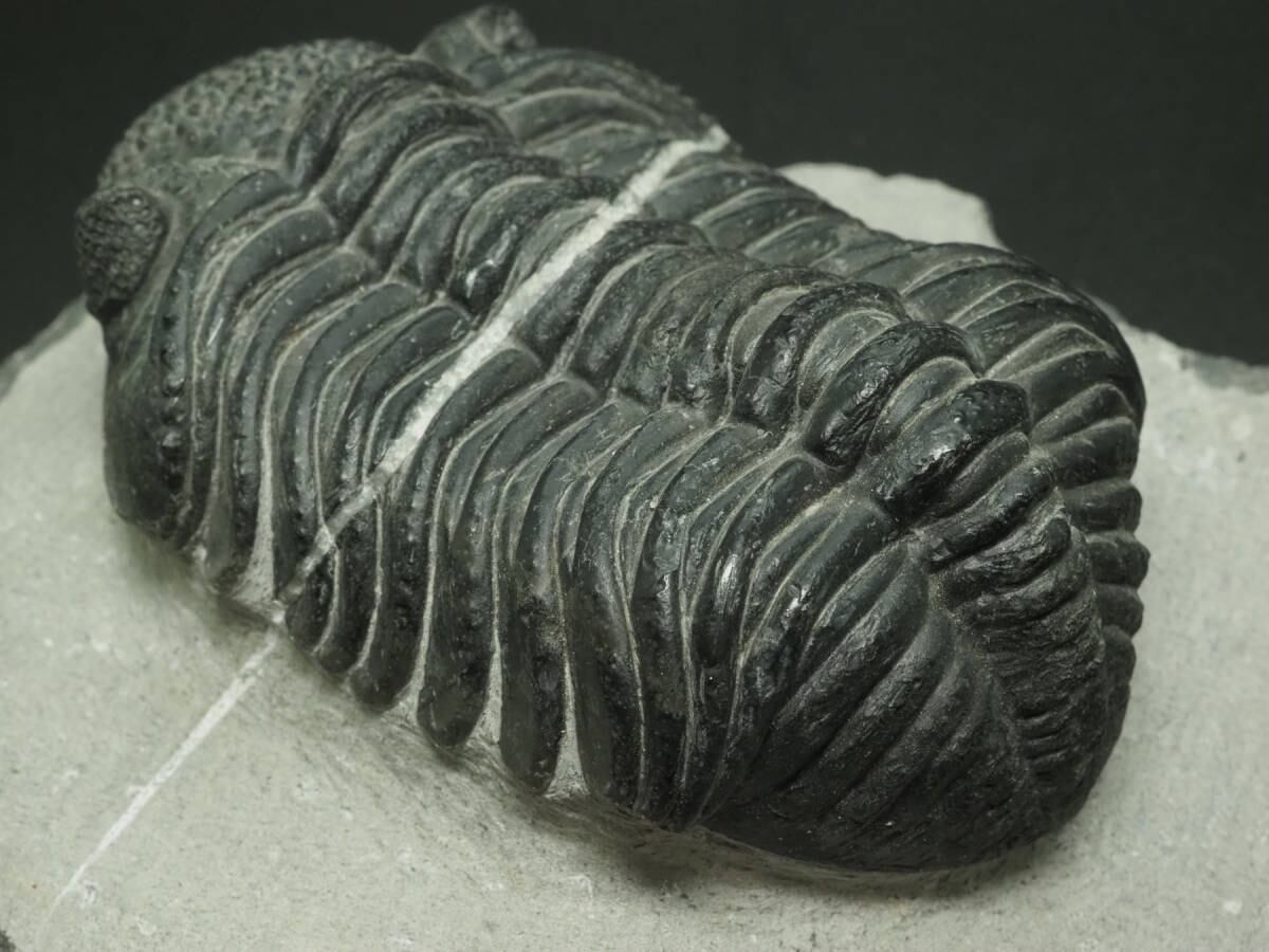 【Drotops armatus】三葉虫 化石標本★trilobite★モロッコ 三葉虫【Drotops megalomanicus】【1037 g】モロッコ王国産/ドロトプス