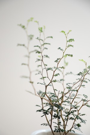 【S】ソフォラ リトルベイビー/Sophora prostrata Little Baby