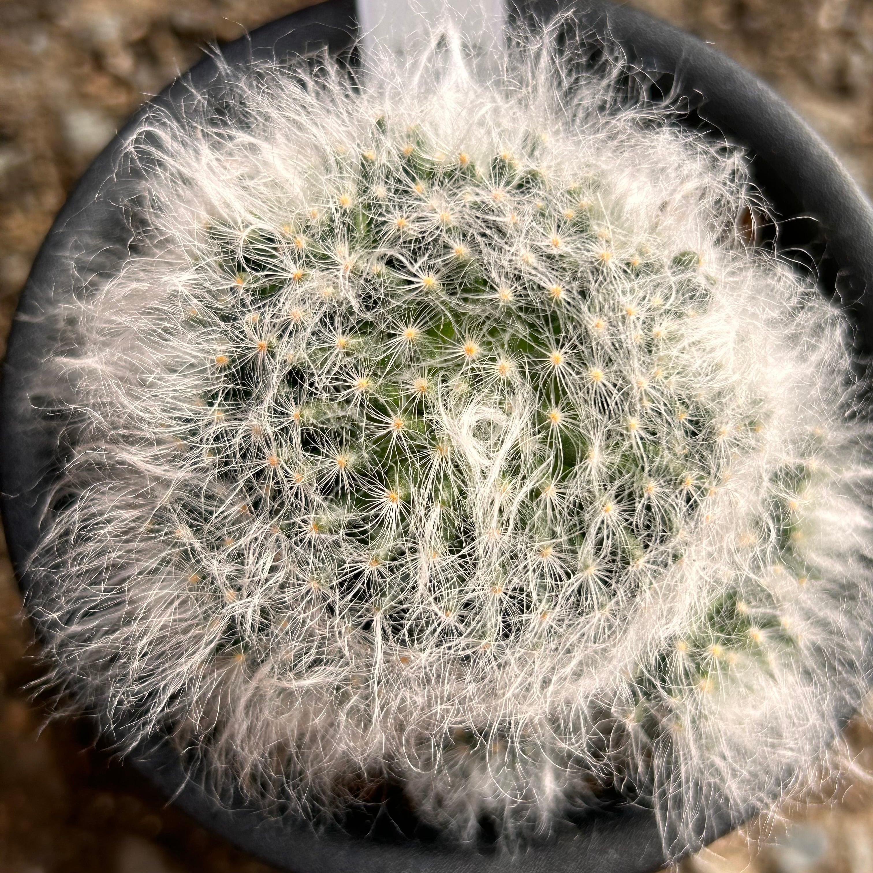 T)白光殿 | RuPo 多肉植物専門店