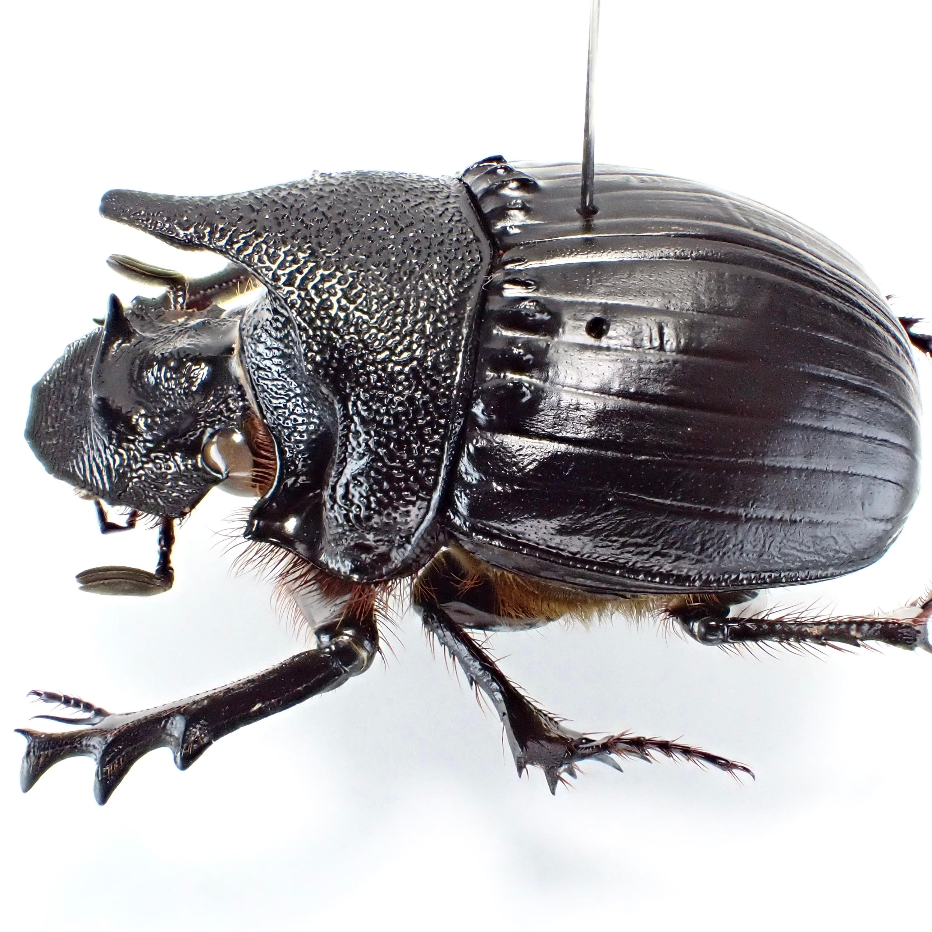 タンザニア産 Heliocopris hamifer ♂ 34mm | 昆虫標本 Diggers