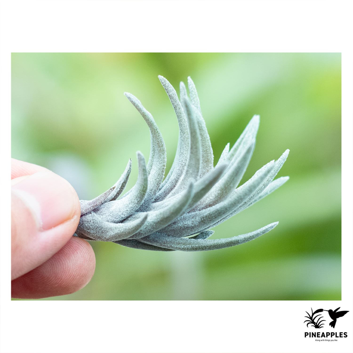 Tillandsia neglecta 'Dark Clone' | PINEAPPLES