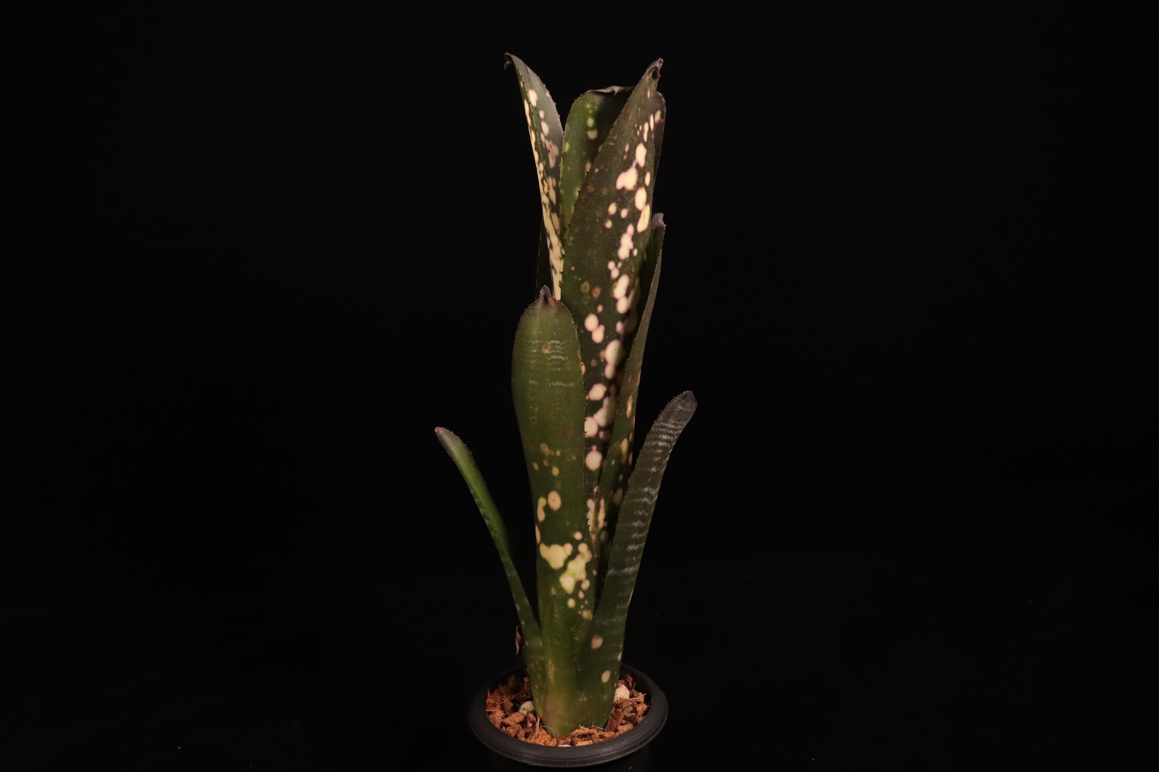 Billbergia 'Kolan Candy Cup'〔ビルベルギア〕B339 | plane plants
