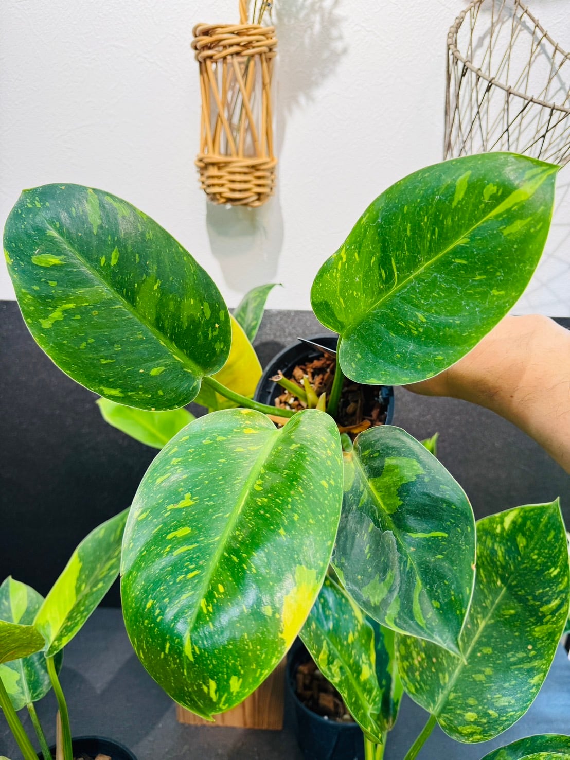 フィロデンドロン・グリーンコンゴ バリエガータ 4号 希少 | 観葉植物