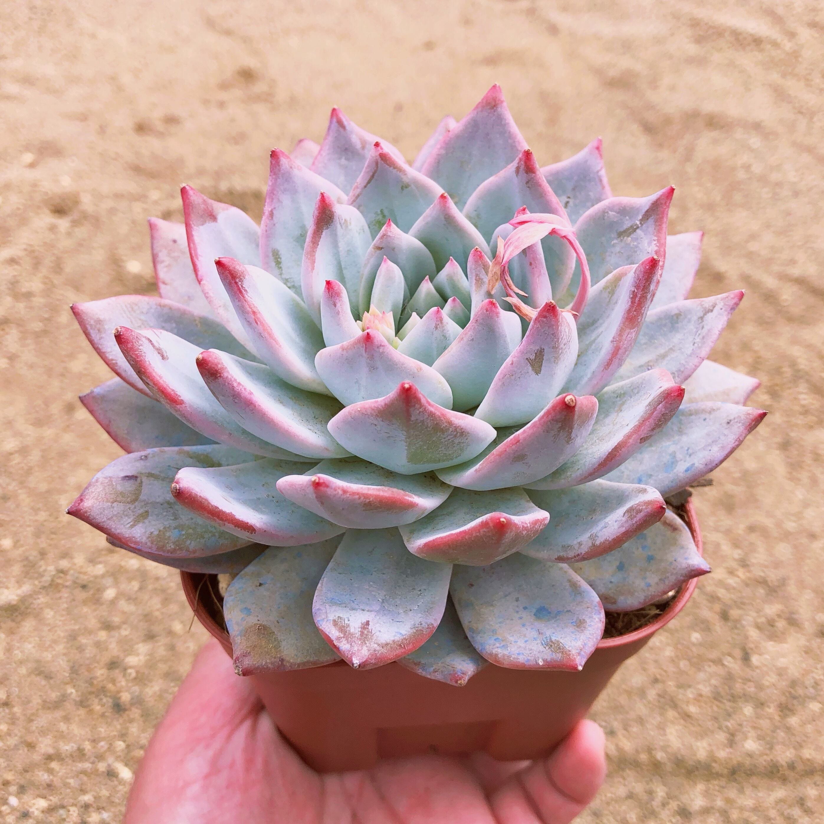 多肉植物　Blue bird　特大苗