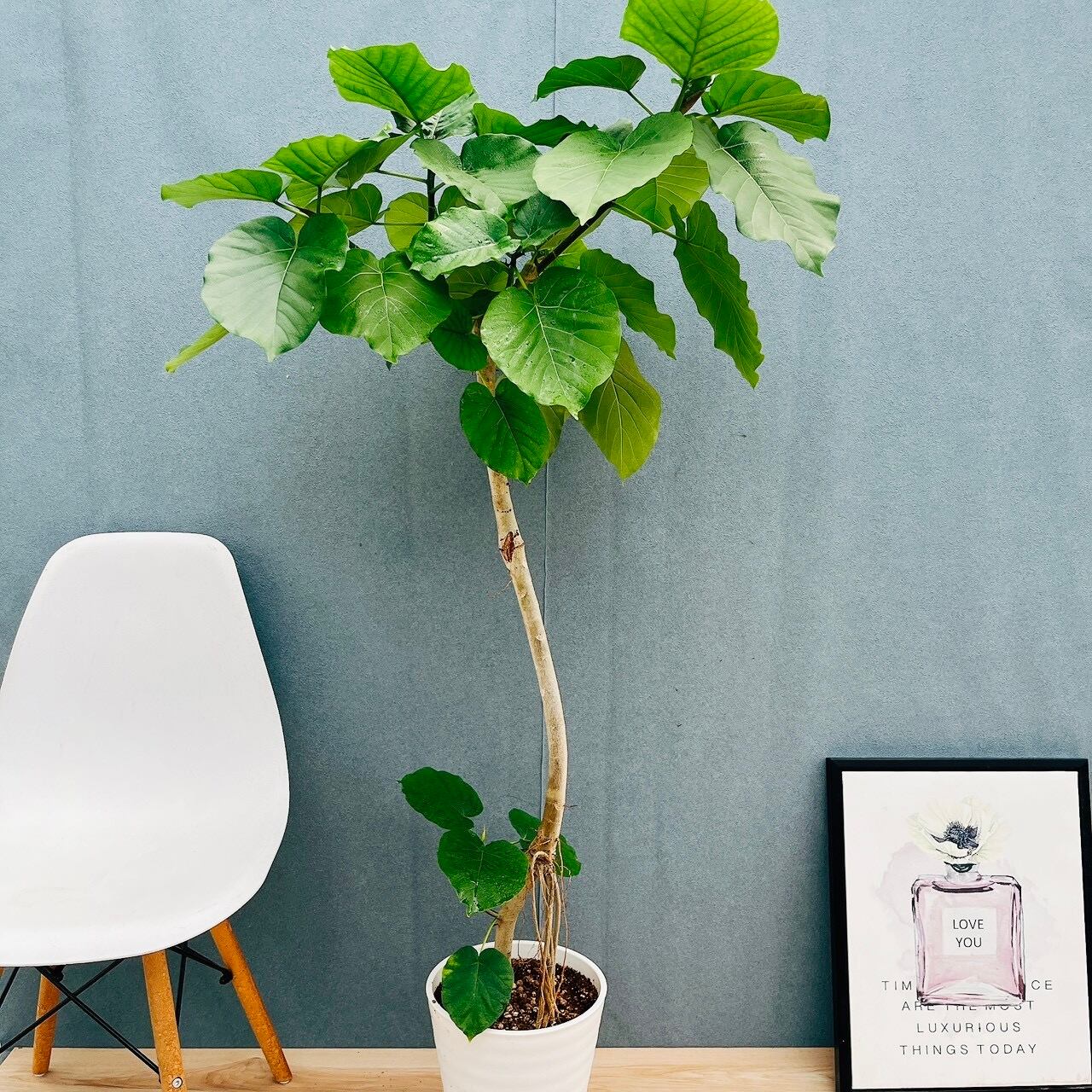 現品］1番 フィカス ベンガレンシス 10号 観葉植物 室内 大型 ゴムの木