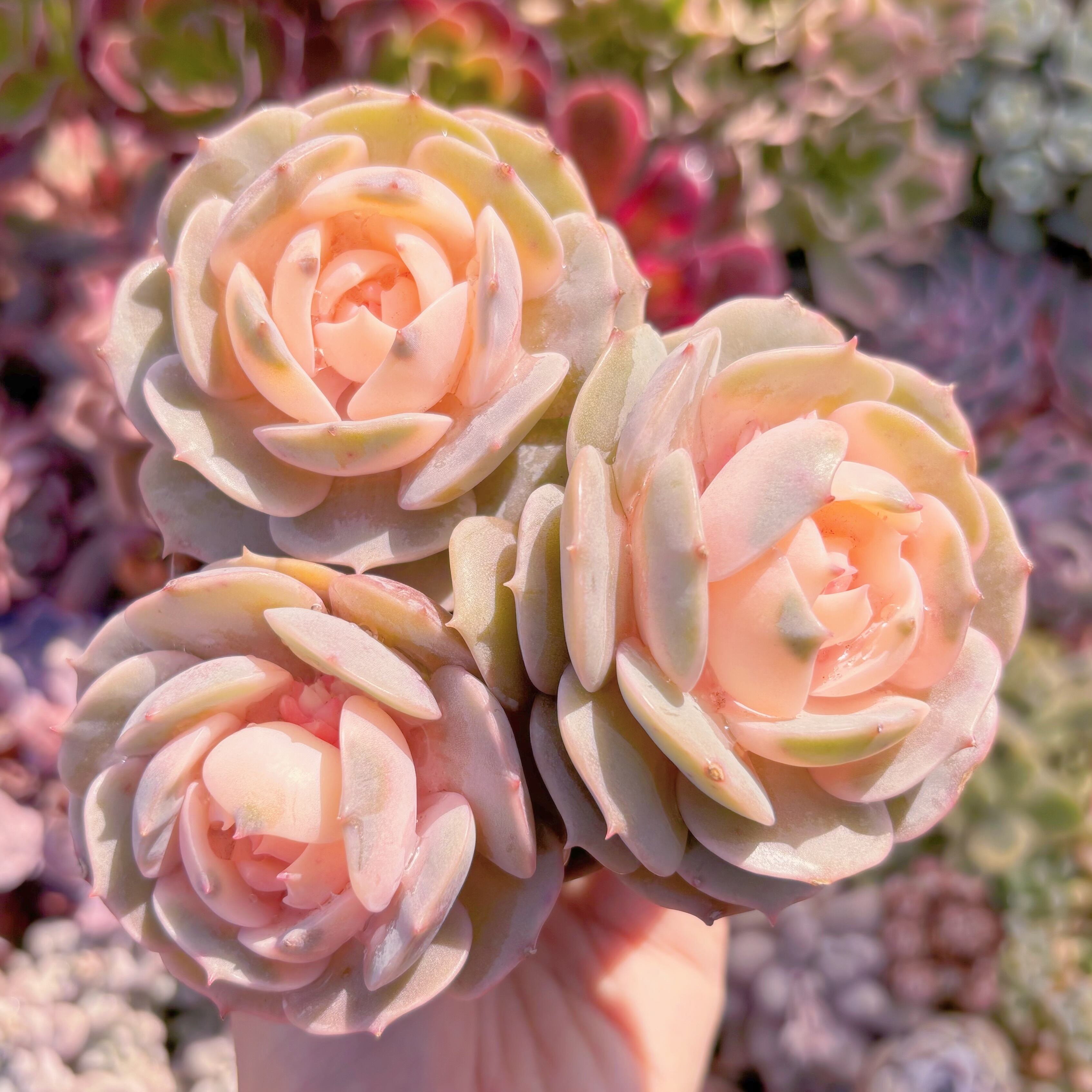 現品　ローラ錦#881　群生　るる農園