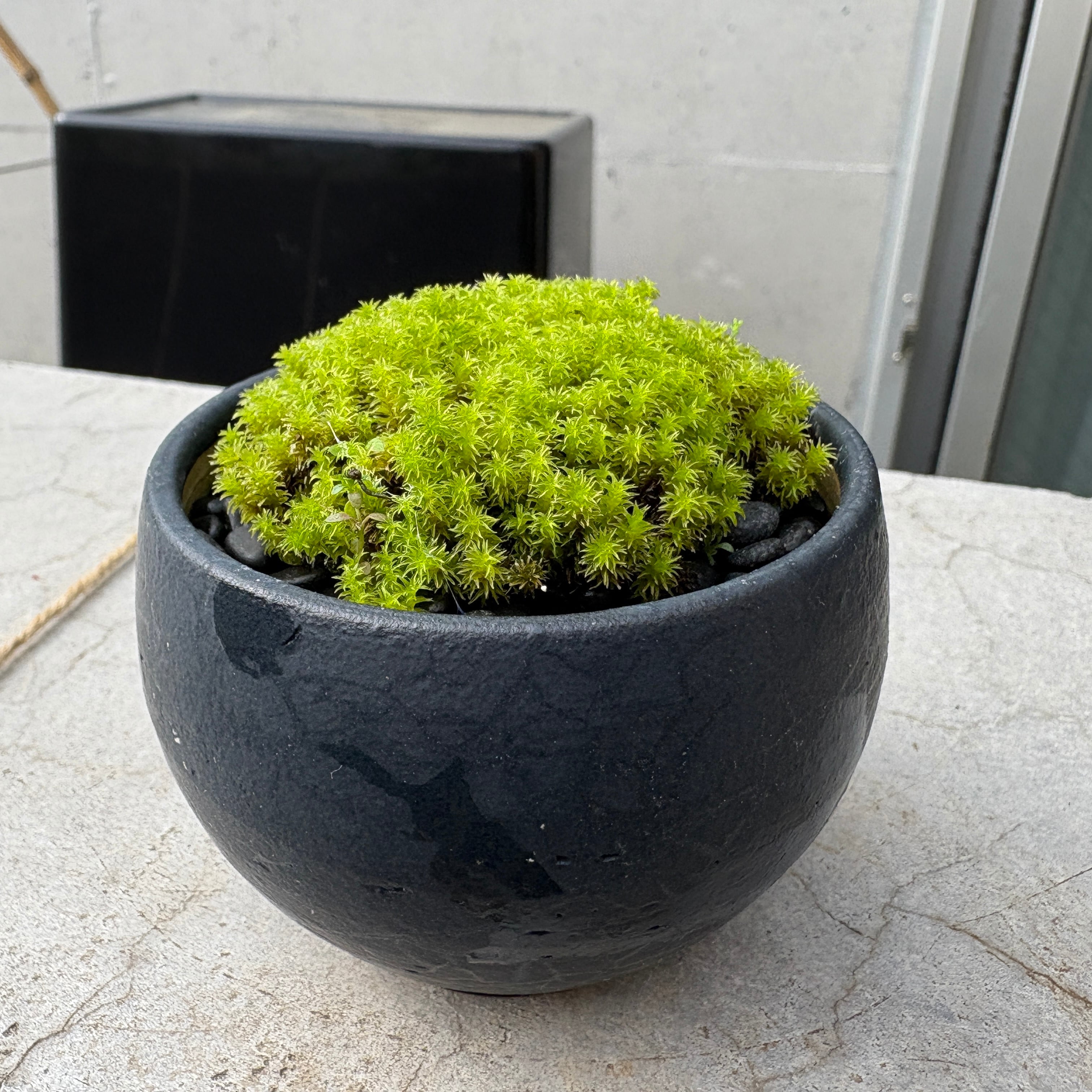 スナゴケの苔盆栽◇道草オリジナル信楽焼き器入り | 苔テラリウム専門
