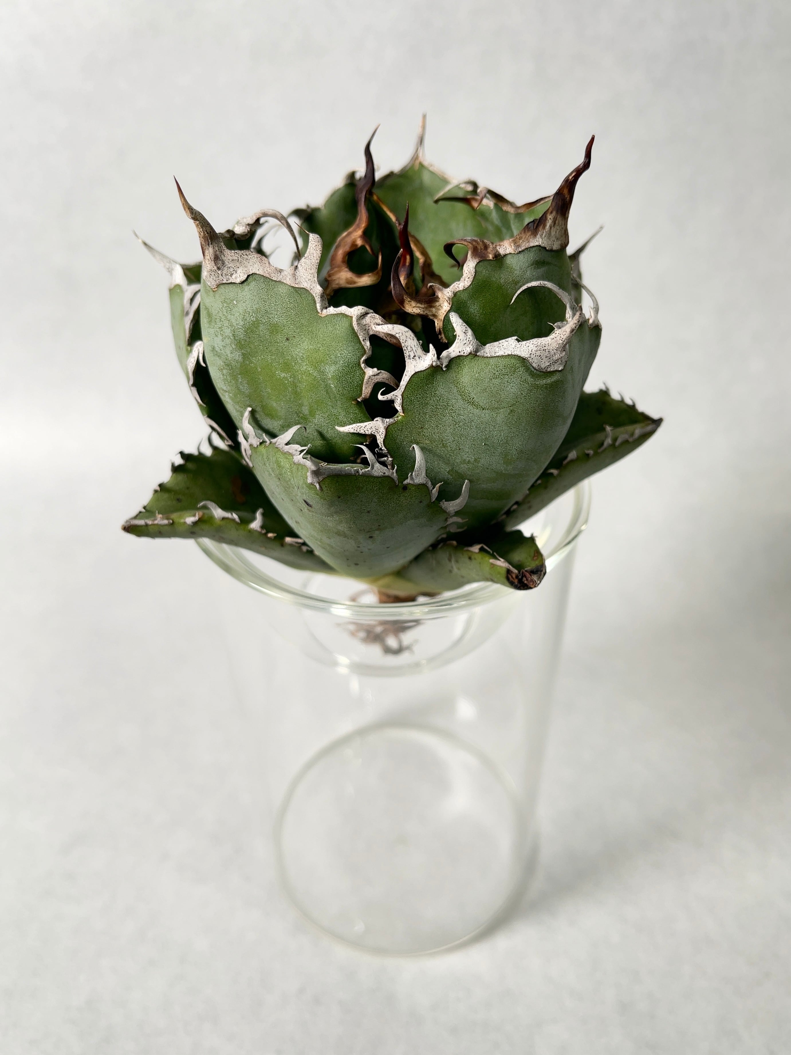 アガベ 白鯨 4頭