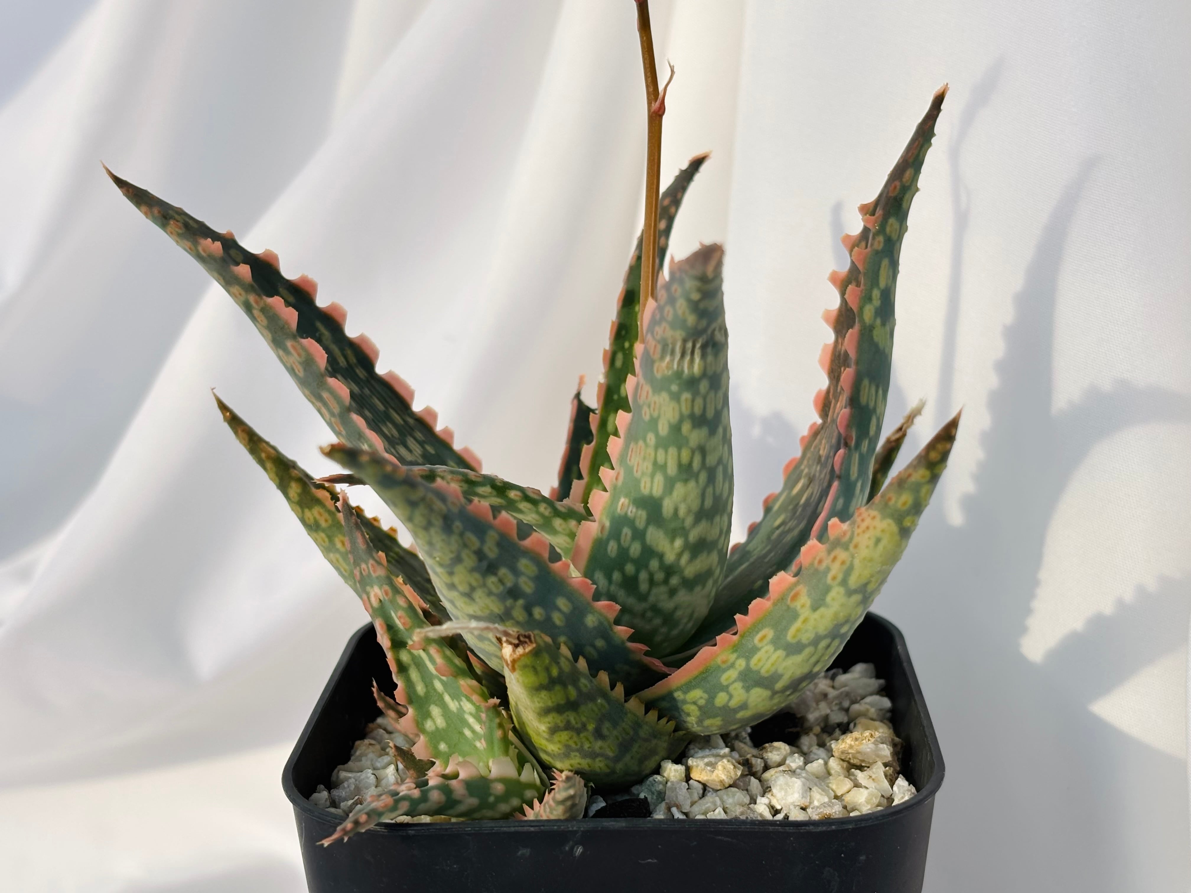 Aloe hybrid アロエ ハイブリッド 多肉植物