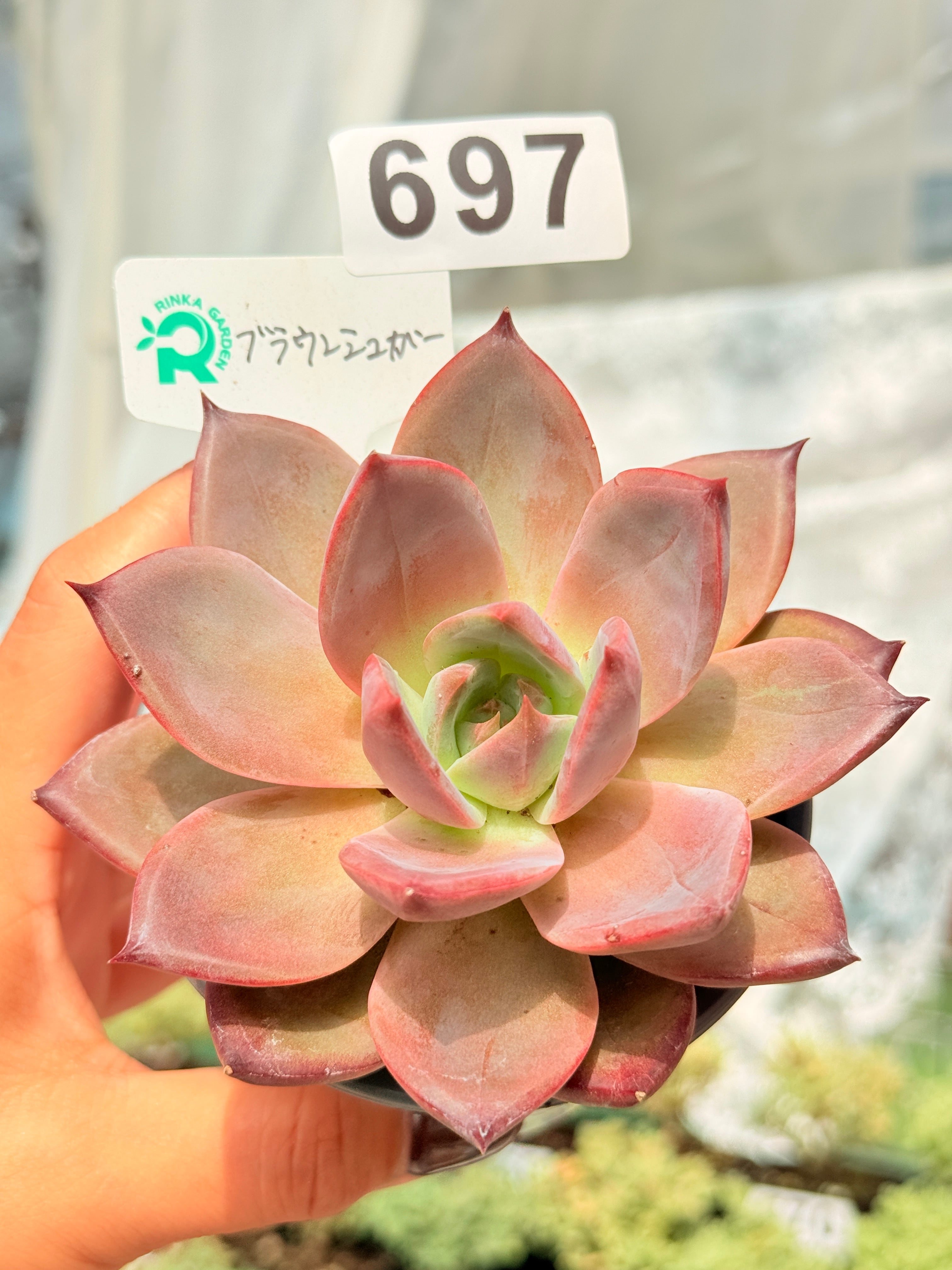 凛花ガーデン