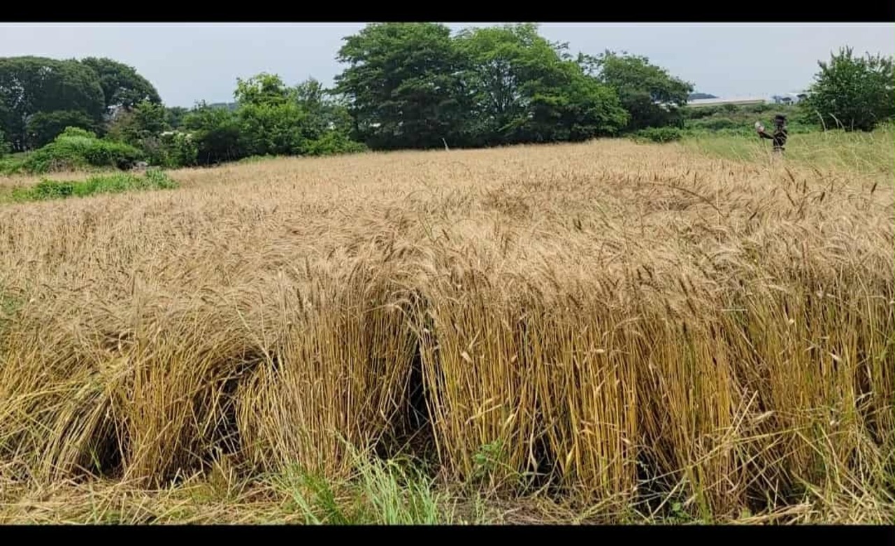【野菜セットお客様専用】小麦粉１kｇ　無農薬・無化学肥料（栽培期間中）