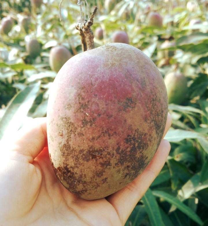 農薬不使用 訳ありマンゴー