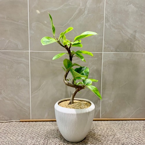 一点もの【アルテシマゴム】｜観葉植物｜ゴムノキ｜ギフト｜お祝い｜開店祝｜新築祝｜引越し祝｜自分用