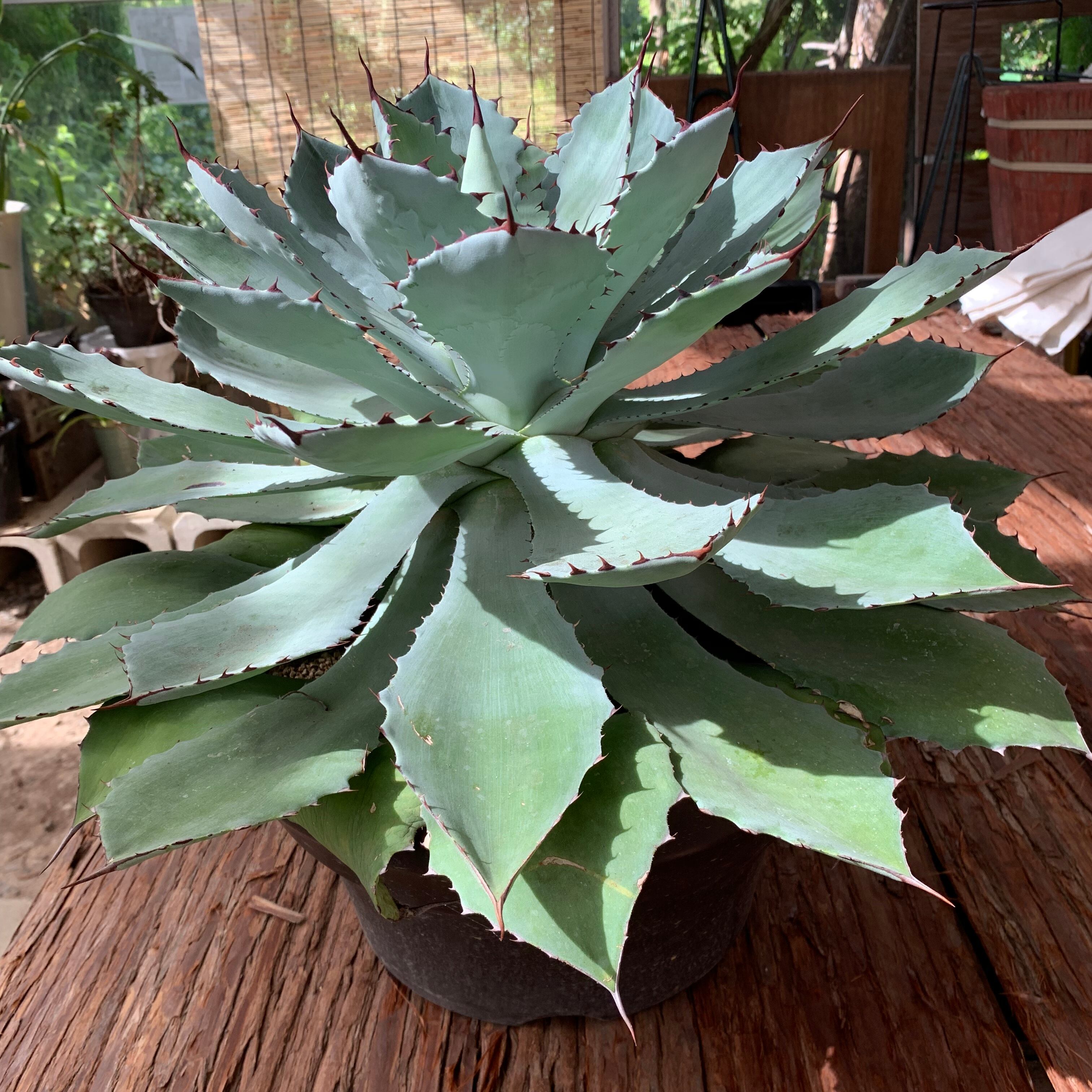 多肉植物 アガベ・吉祥冠（Agave）36 | 京都 おむろ YUUKIESGARDEN