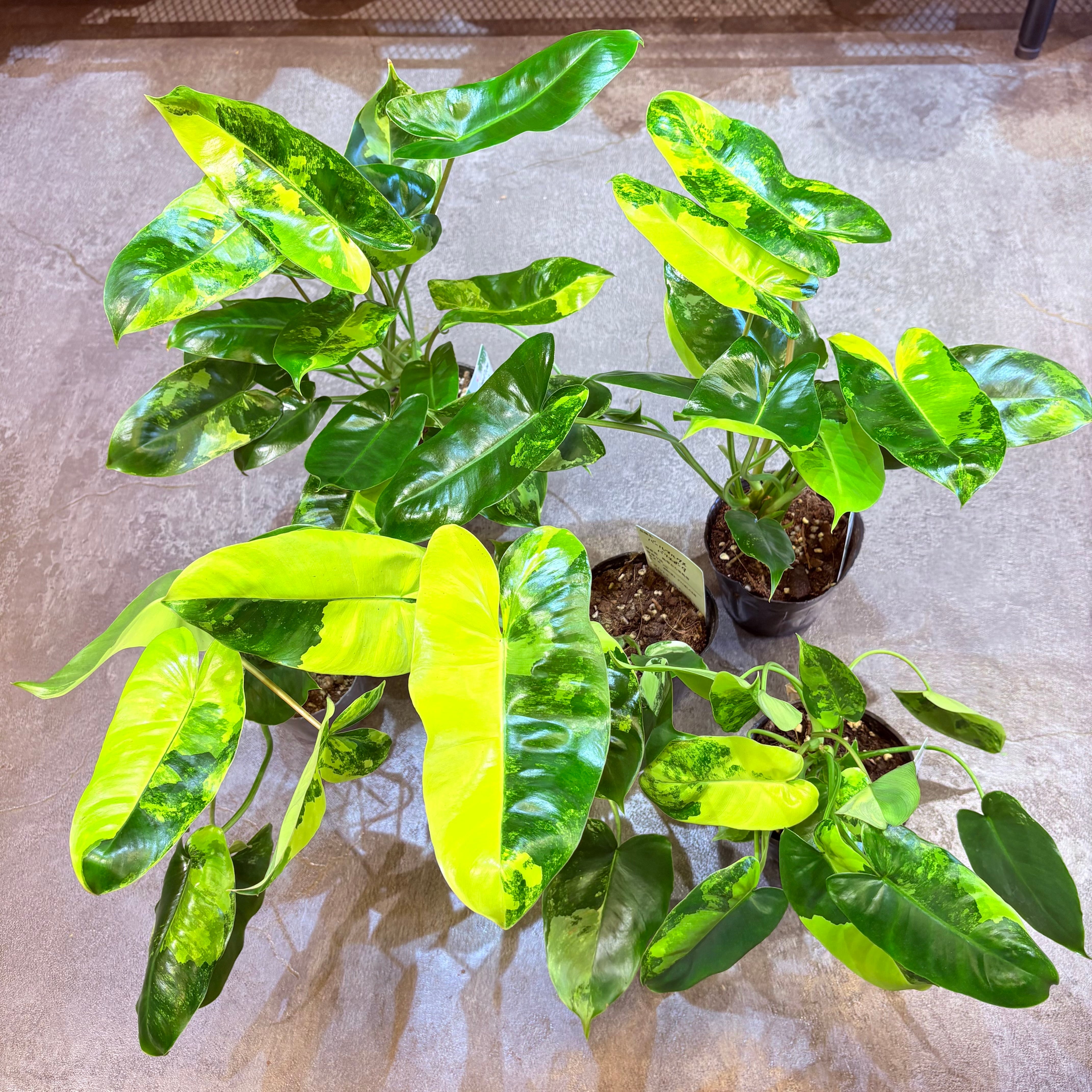 フィロデンドロン バールマルクス斑入り 3.5号 | Green Vibes 宇都宮市