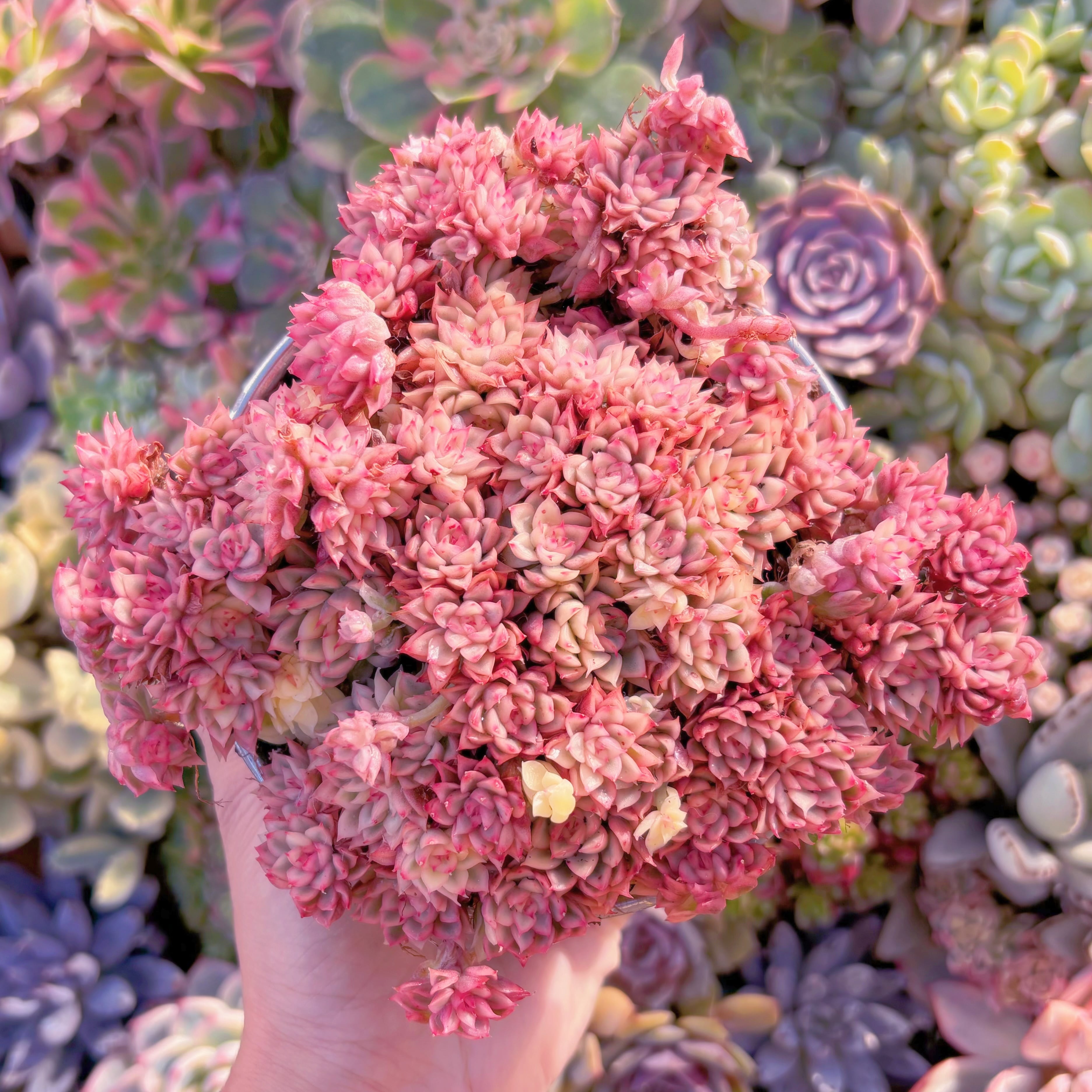 現品　女雛錦#A080　特大群生　新入荷　るる農園