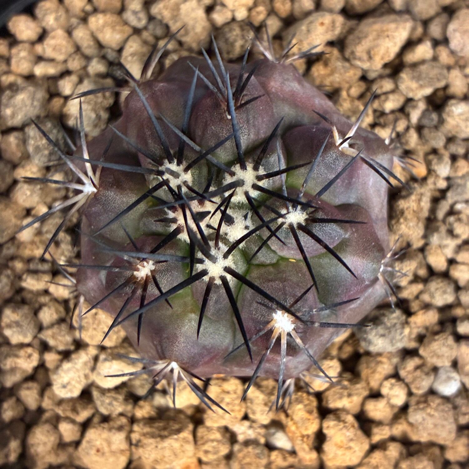 Copiapoa】サボテン コピアポア デュラ 銅羅丸実生【845】 | PROTOLEAF