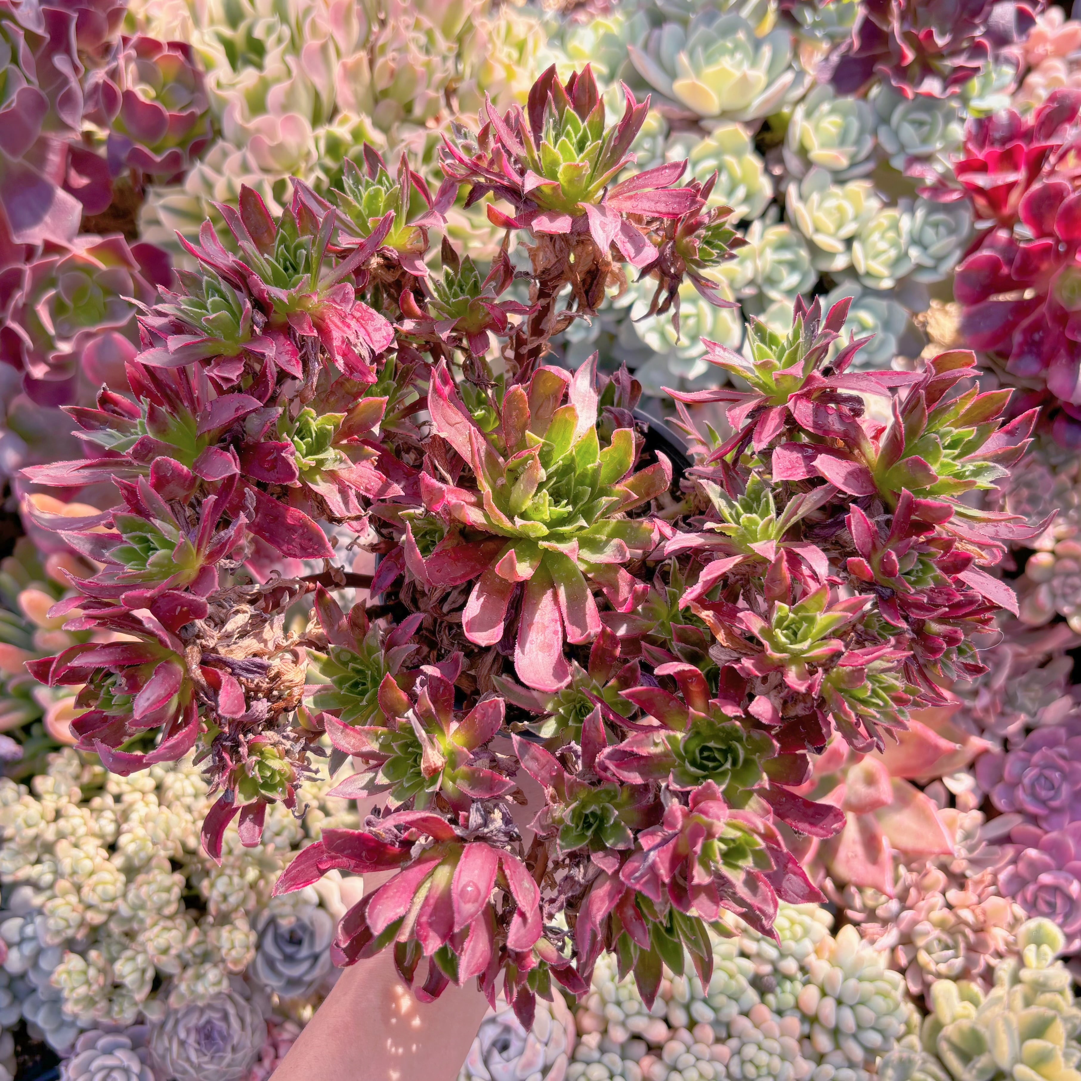 現品　鳳凰錦#225　特大群生　約24cm　新入荷　るる農園