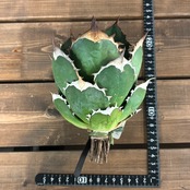 アガベ　チタノタ　バッファロー【201】