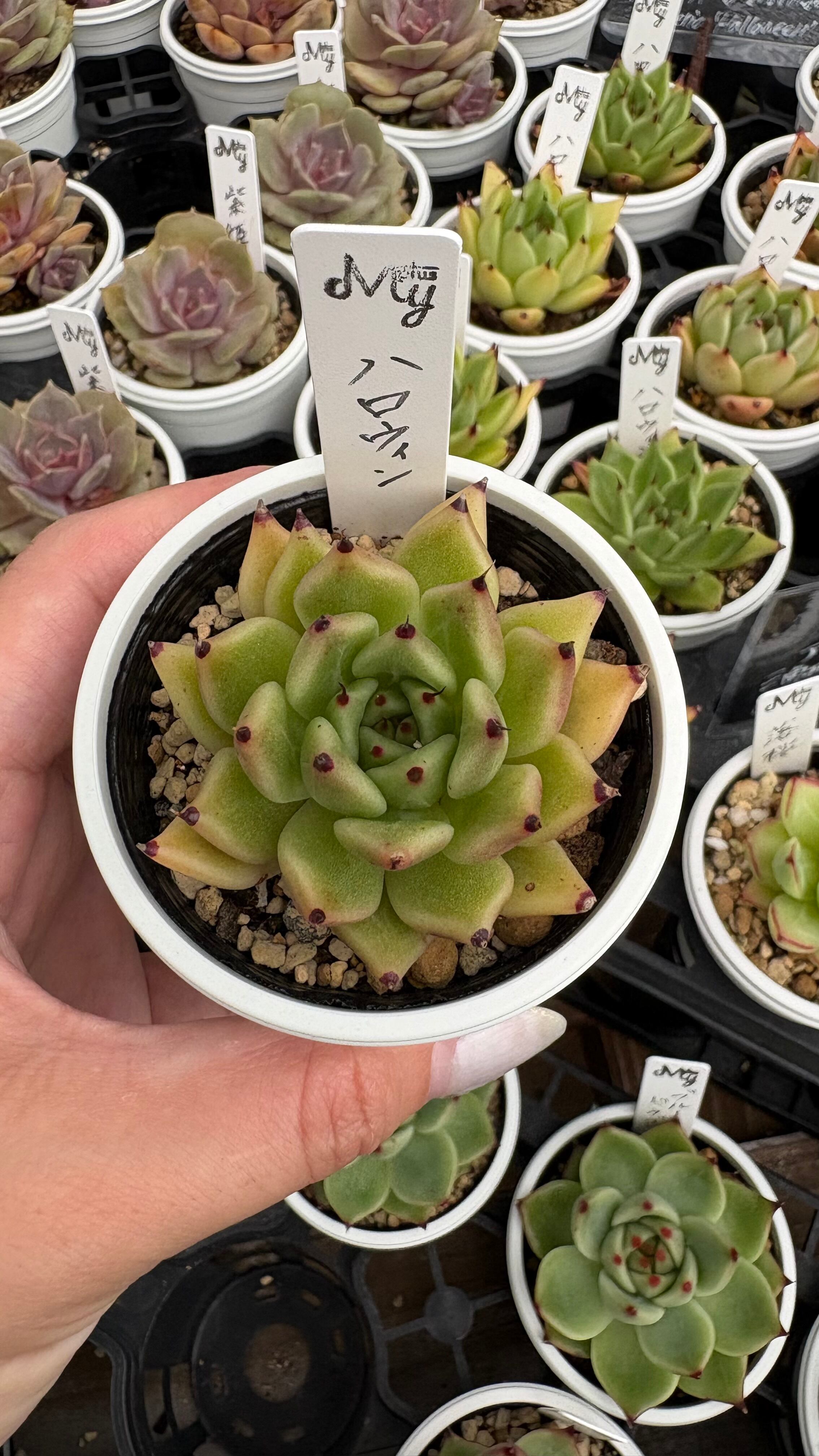 レディジア 多肉植物 セデベリア 安心の生産ポットそのまま販売（8個