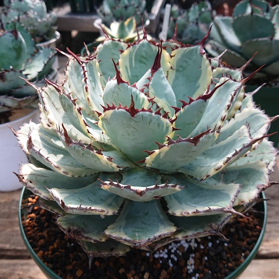 アガベ ポタトルム 吉祥冠錦 agave potatorum 'Kissho Kan' variegata ...