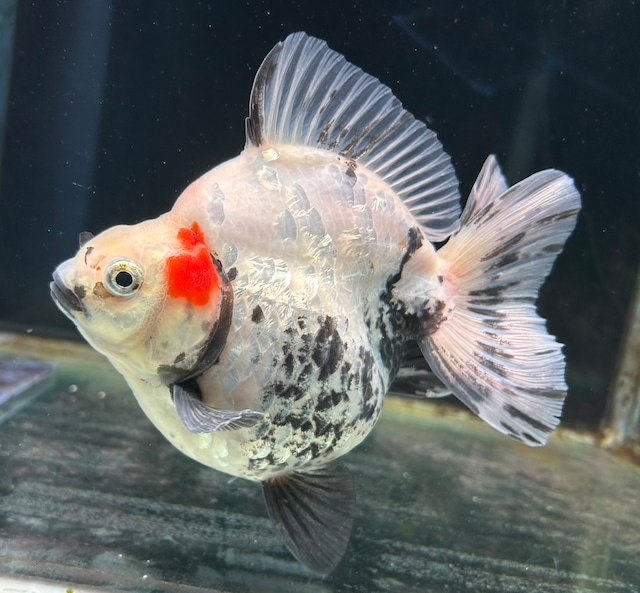 極上!トリカラー琉金ショートテール 極上!トリカラー琉金ショートテール