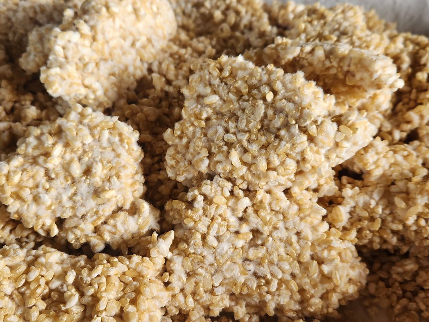 手づくり玄米糀(農薬・化学肥料不使用) 500g