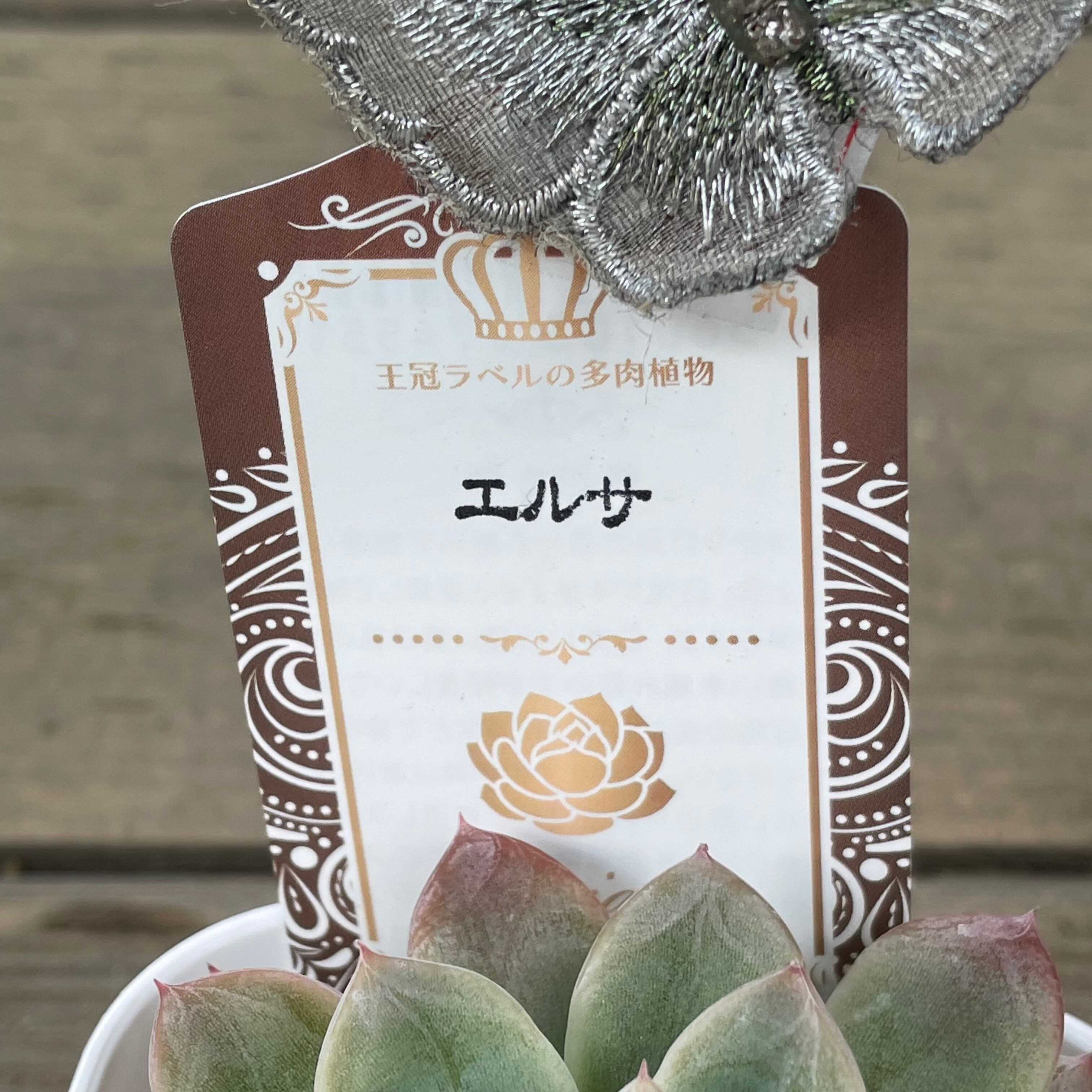 エルサ | RuPo 多肉植物専門店