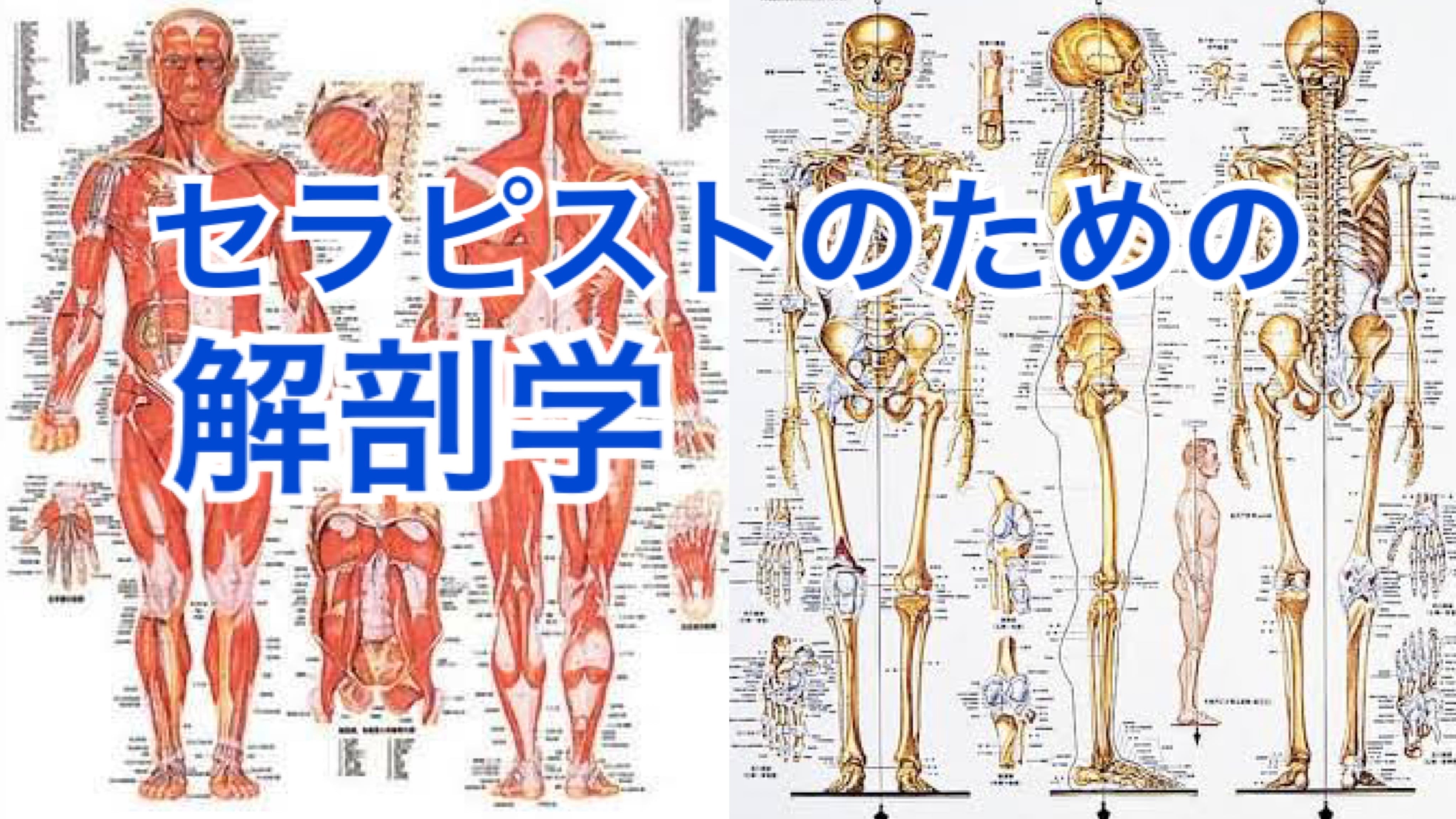 世界の指圧師KEN ➕1枚 世界の指圧師KENコンプリートパッケージ【オンライン動画講座】 | 世界