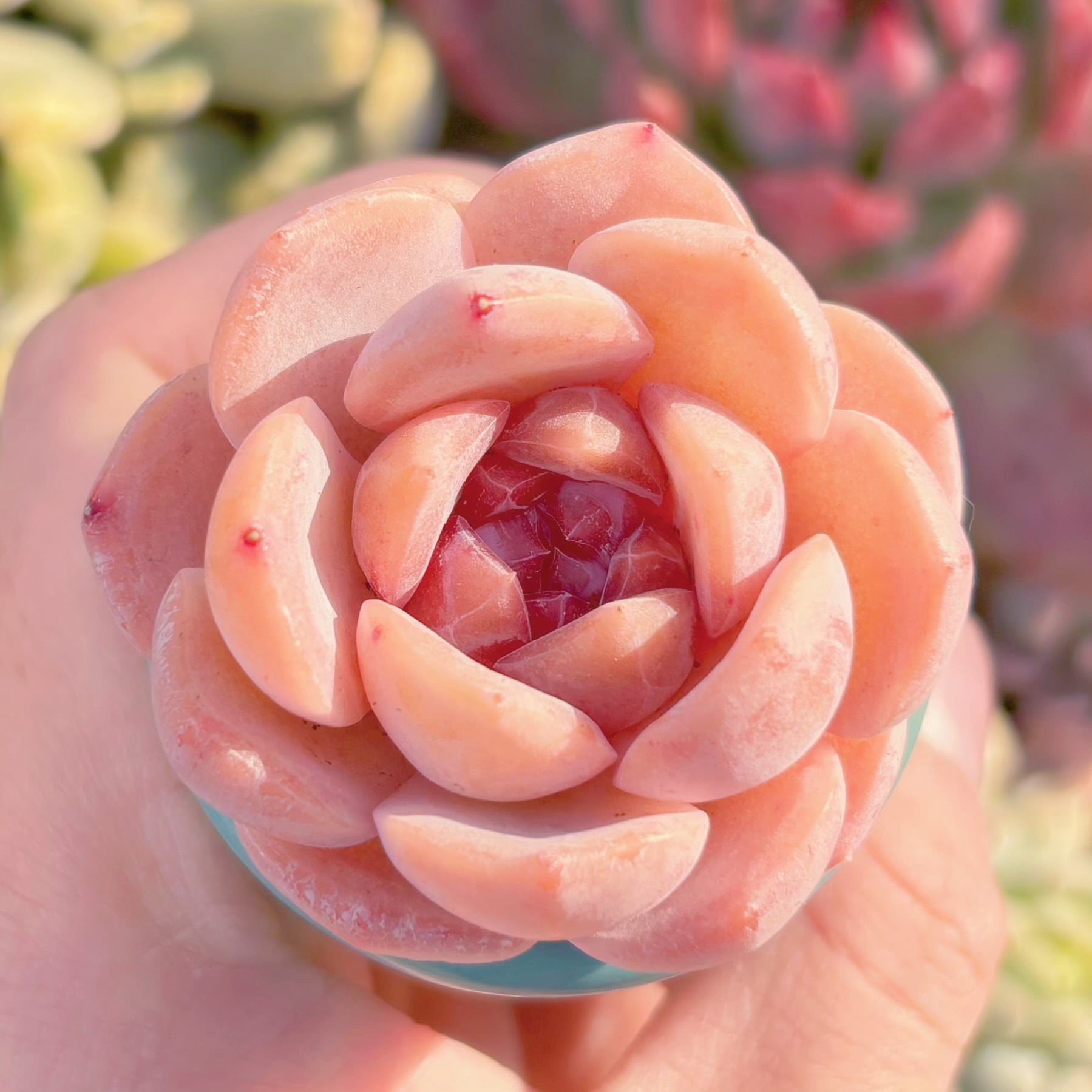 多肉植物 ライチ 新入荷 るる農園 | るる農園~多肉植物専門