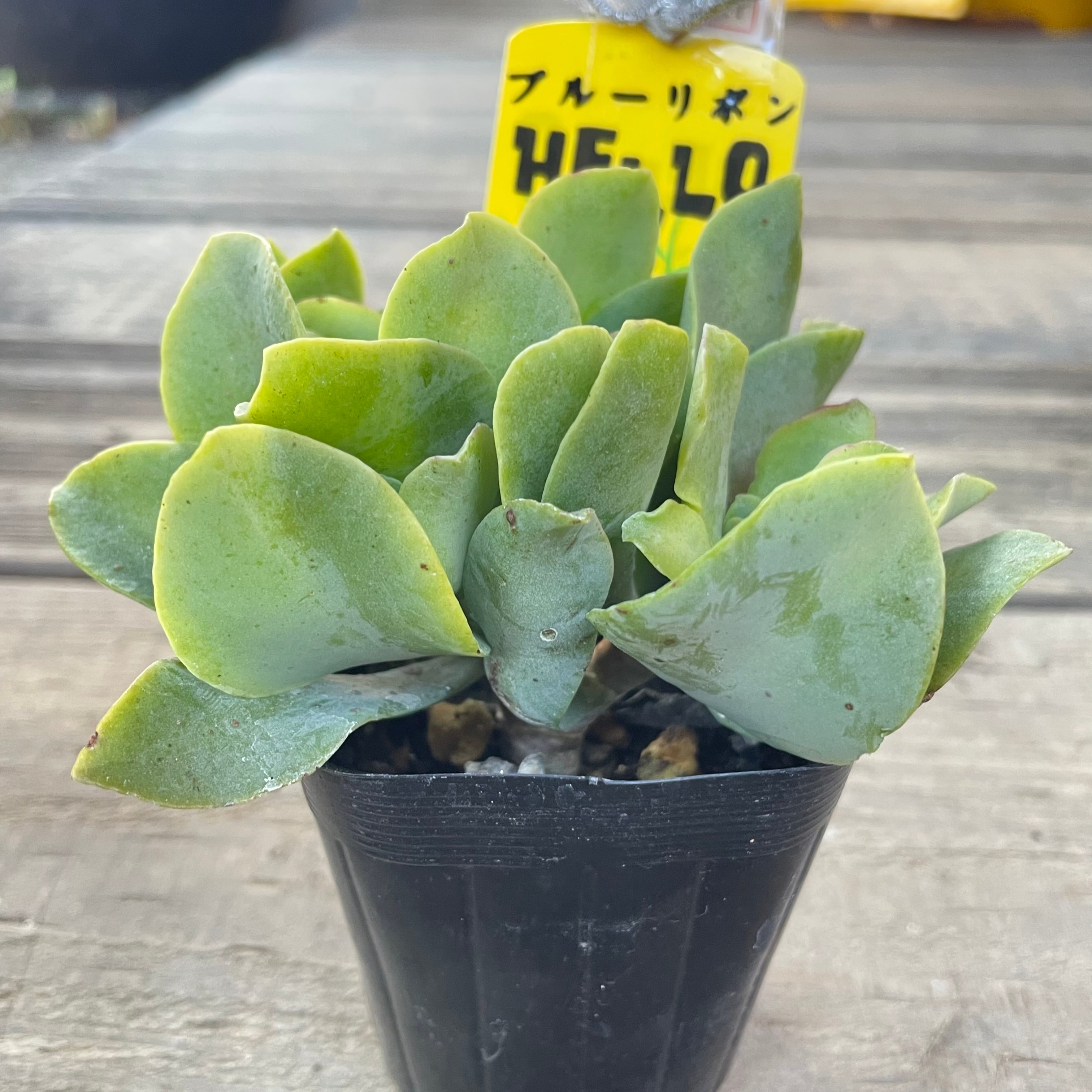 ブルーリボン | RuPo 多肉植物専門店